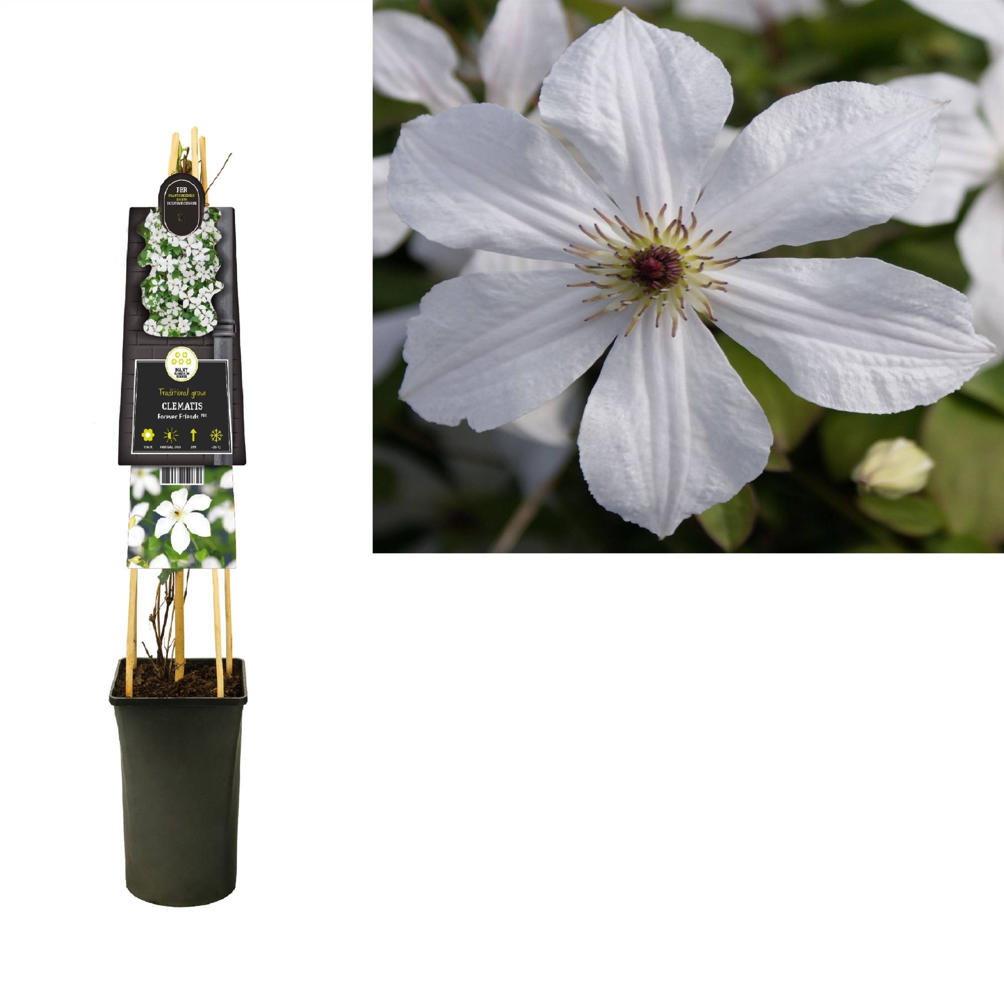 Clematis 'Forever Friends' PBR +3.0 label, D 17 cm