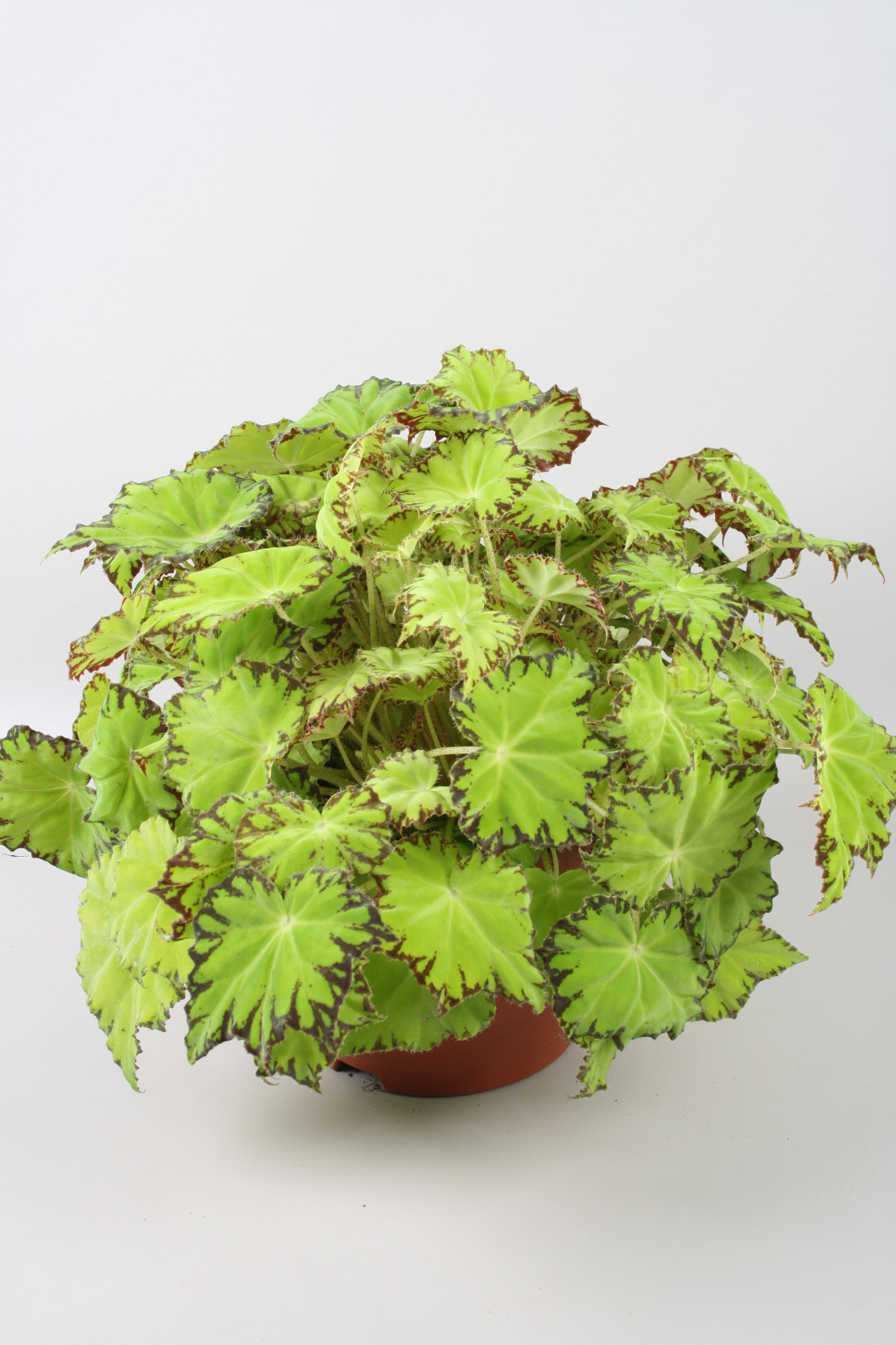 Begonia Beleaf Lima Love, D 12
