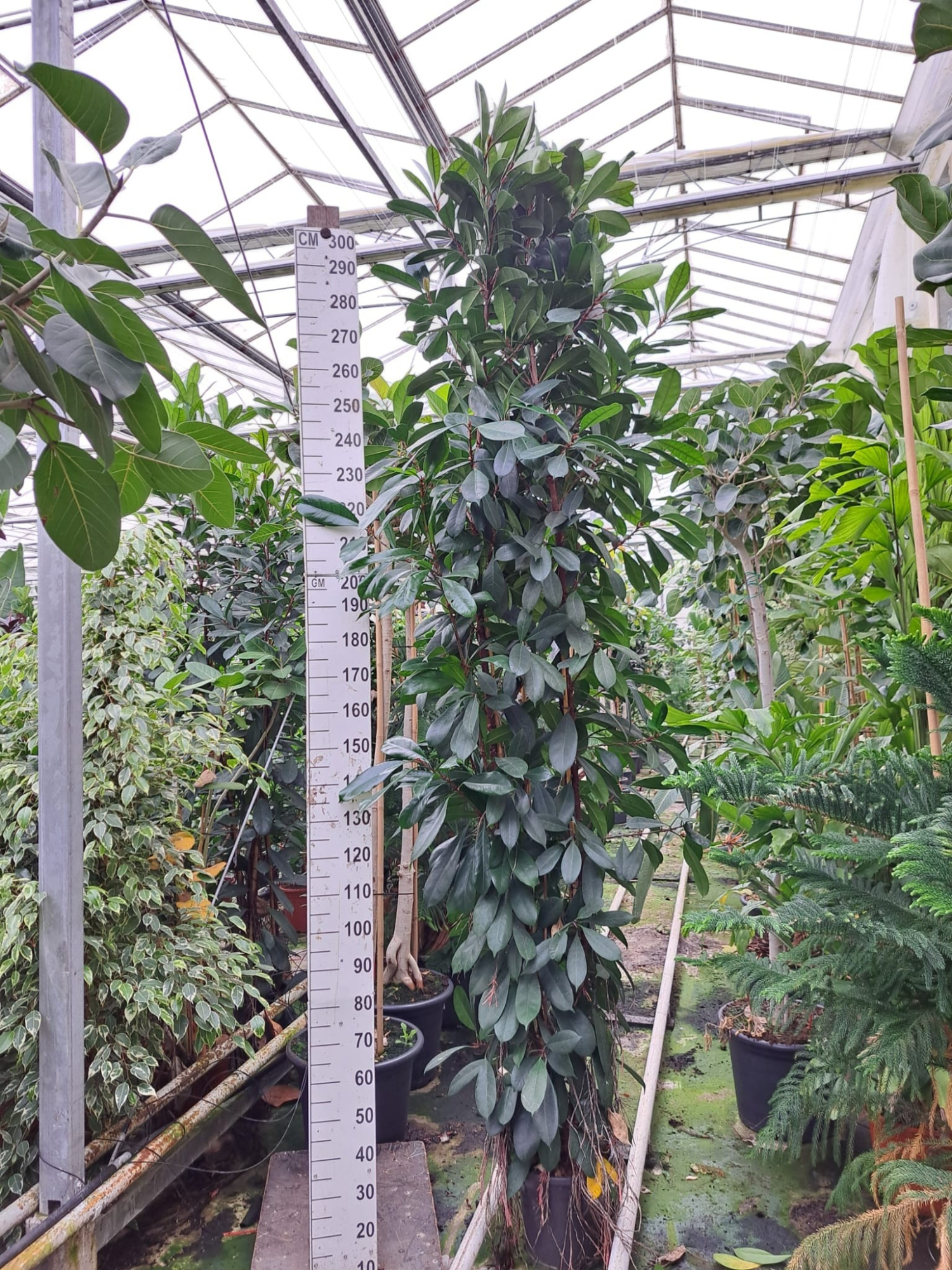 Cyathistipula zuil, D 33 cm