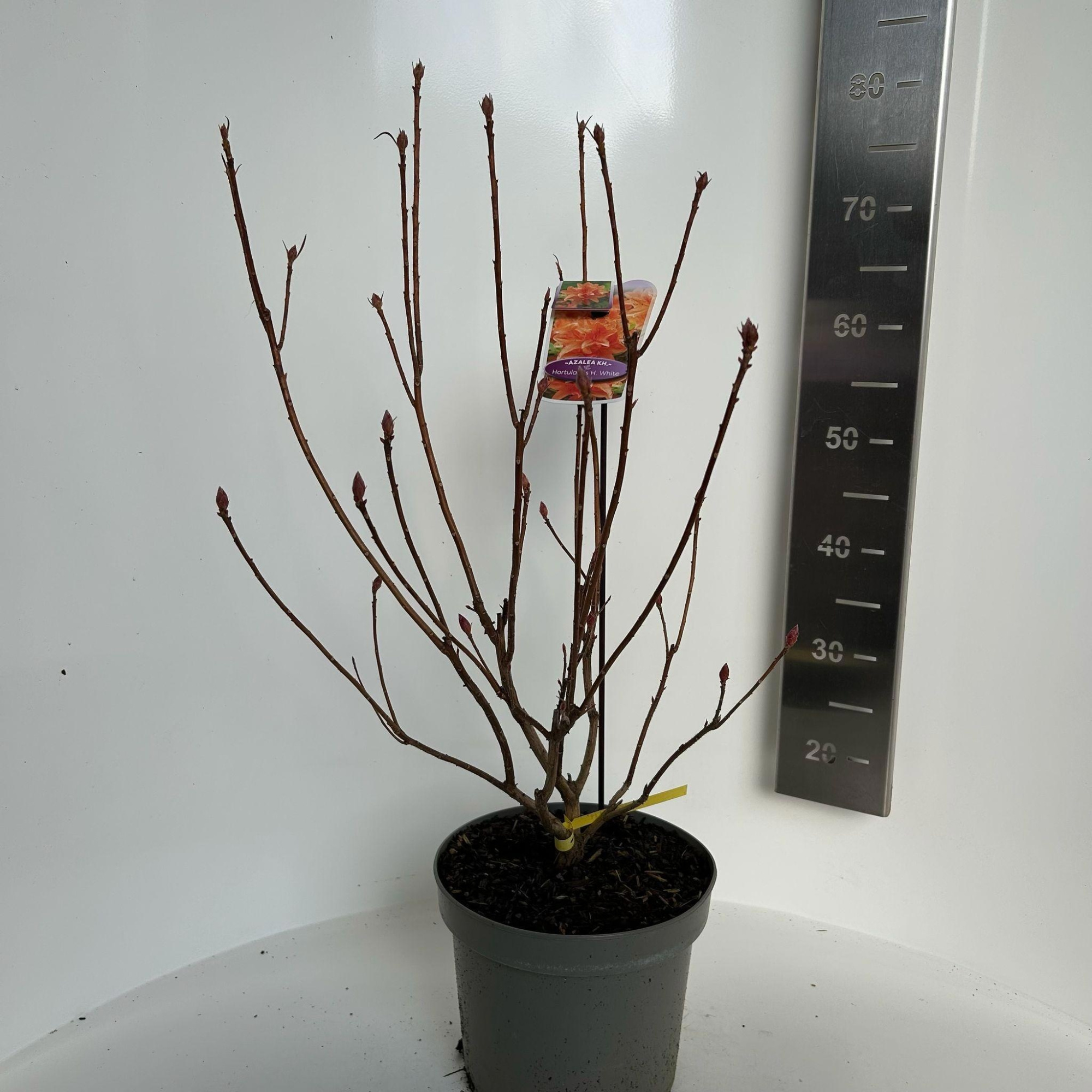 Rhododendron (AK) 'Hortulanus H. White, D 23