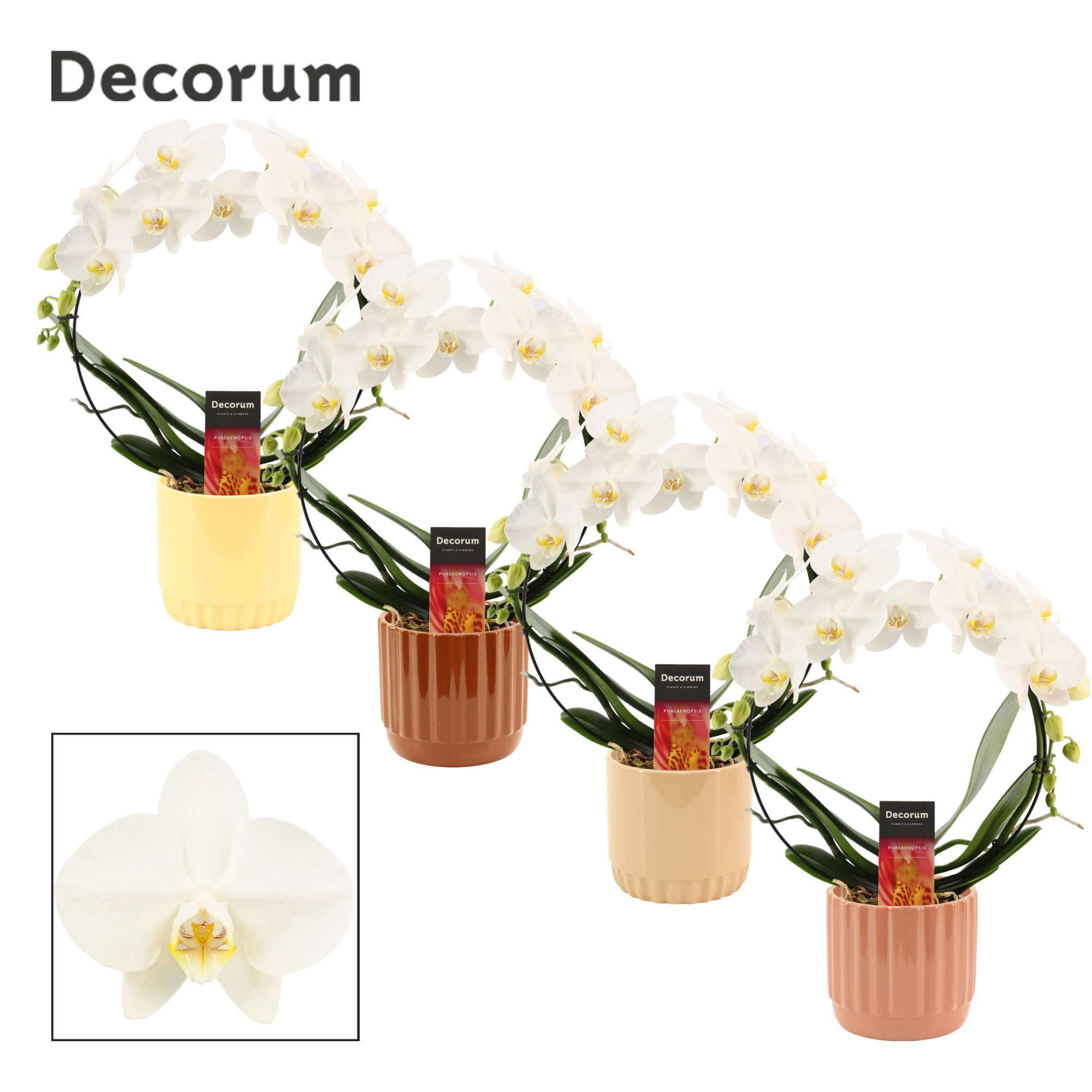 Phalaenopsis boog wit in Liam (Coffee blend-collection), D 12 cm