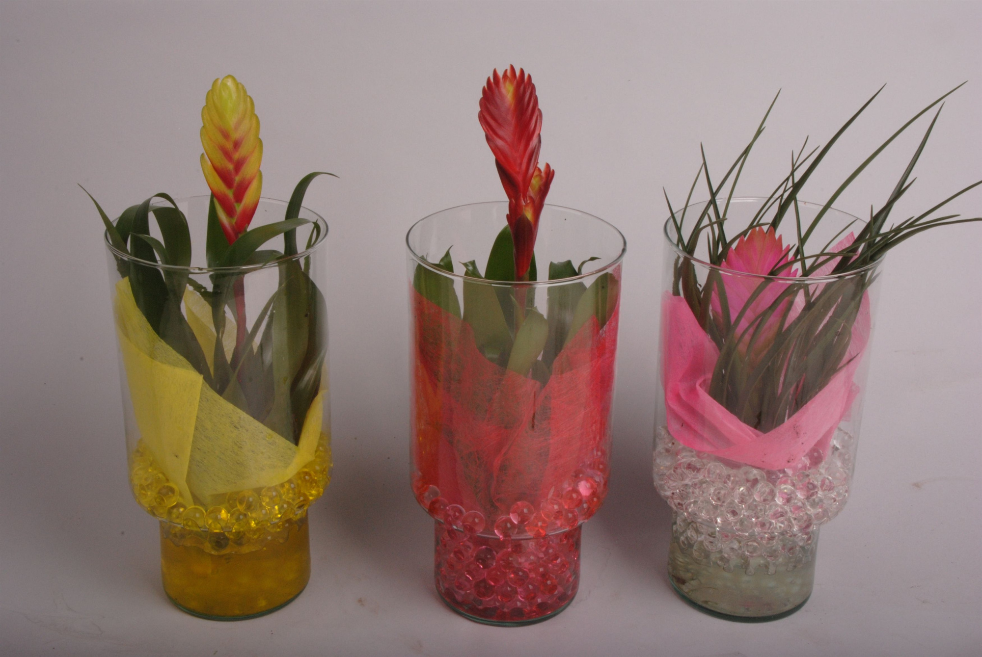 Bromelia in klein glas, D 13
