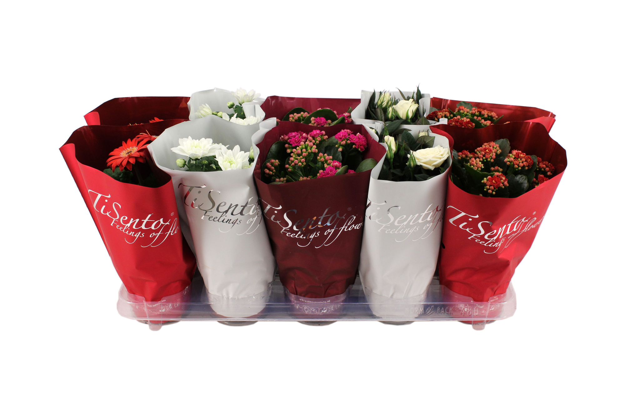 Bloeimix 12cm - December Mix, D 12 cm