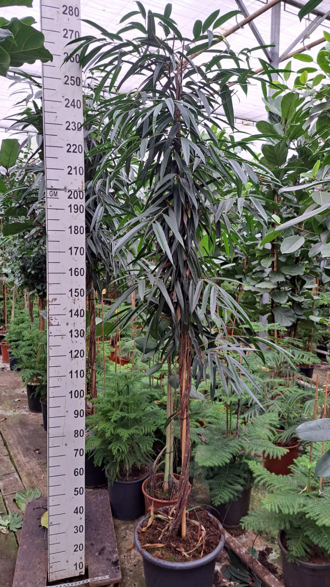 Ficus Alii gedraaide stam 280, D 45