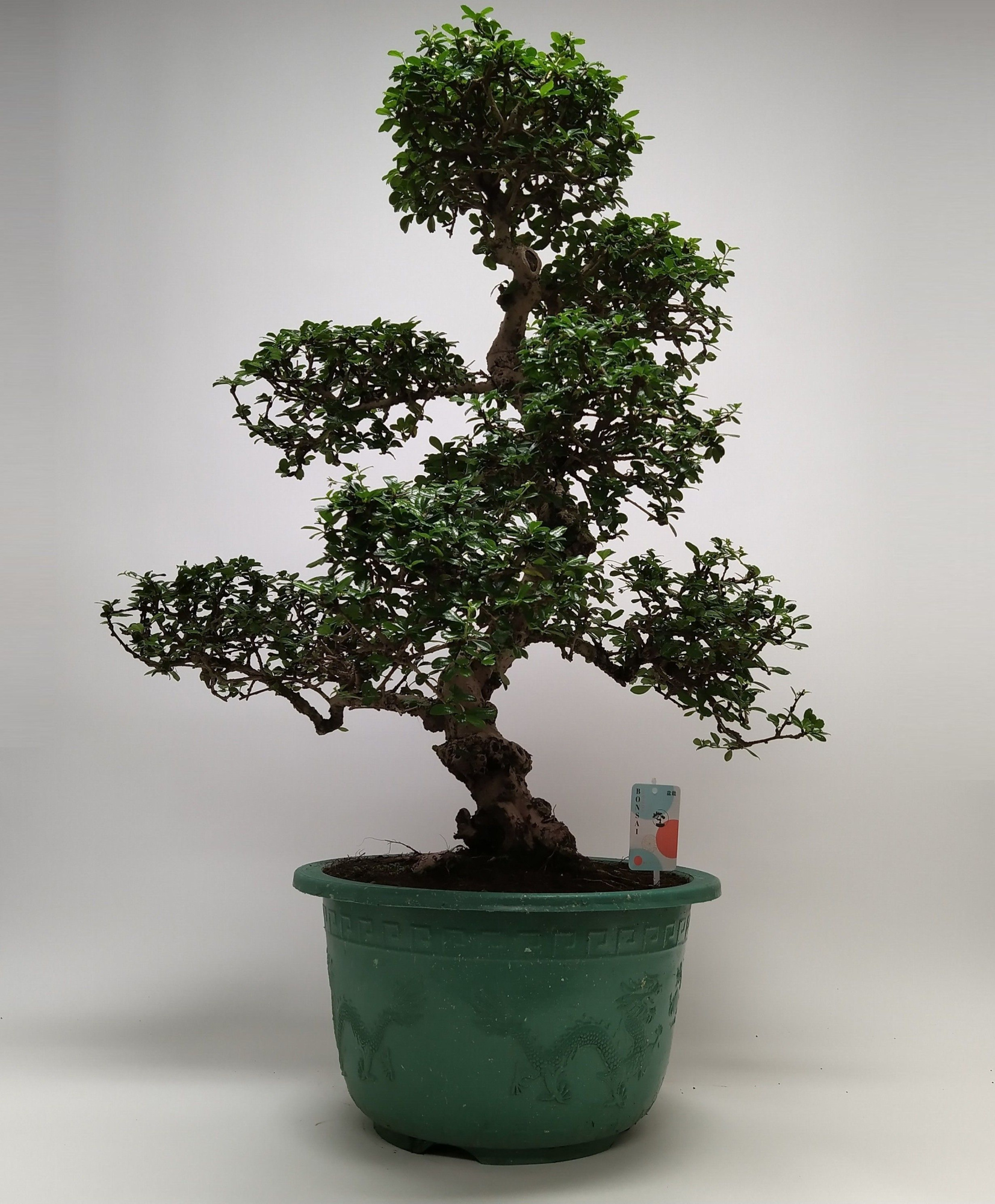 Carmona S-shape Bonsai in sierpot 40 cm, D 40 cm