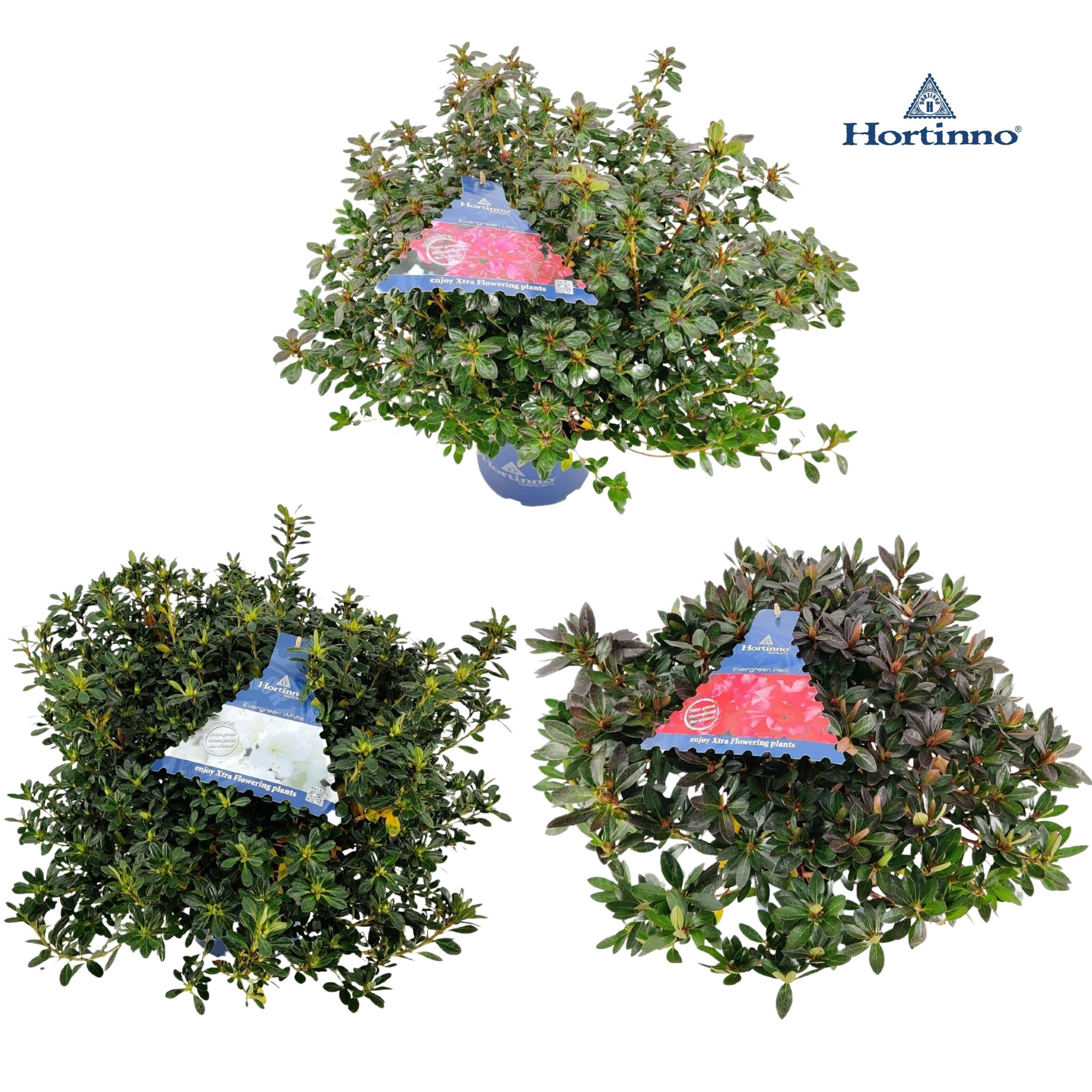 Azalea Japonica Hortinno 45-55 /P23 'Mix', D 23 cm