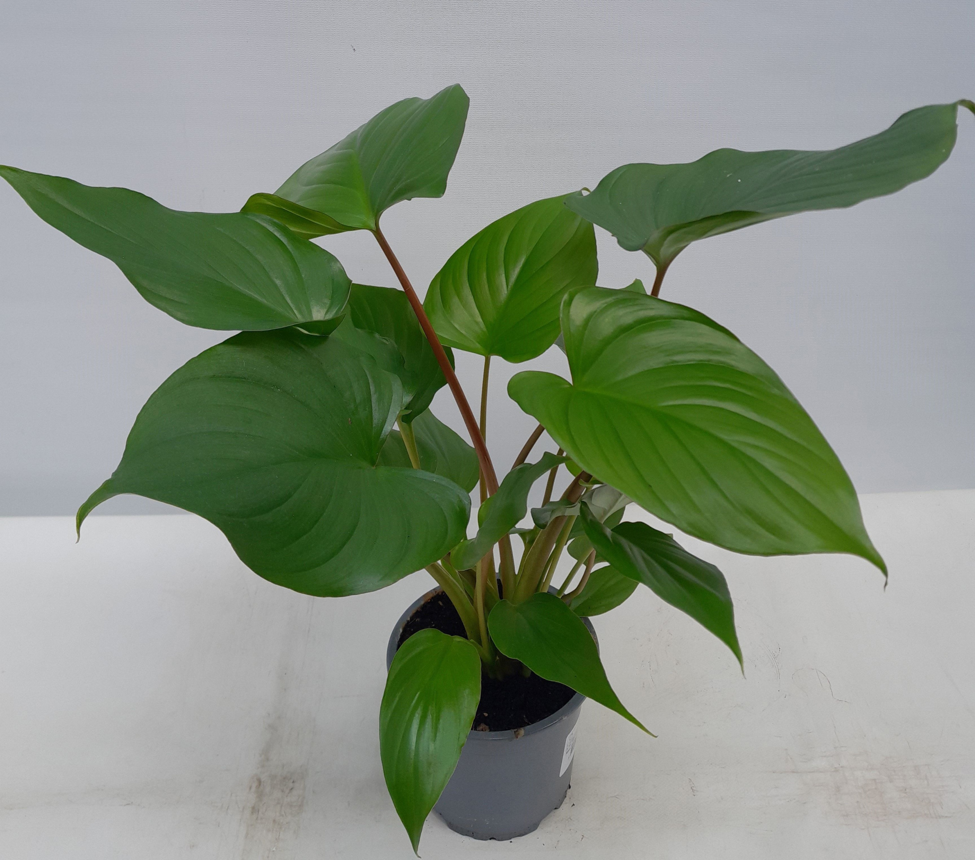 HOMALOMENA RUBESCENS, D 13 cm