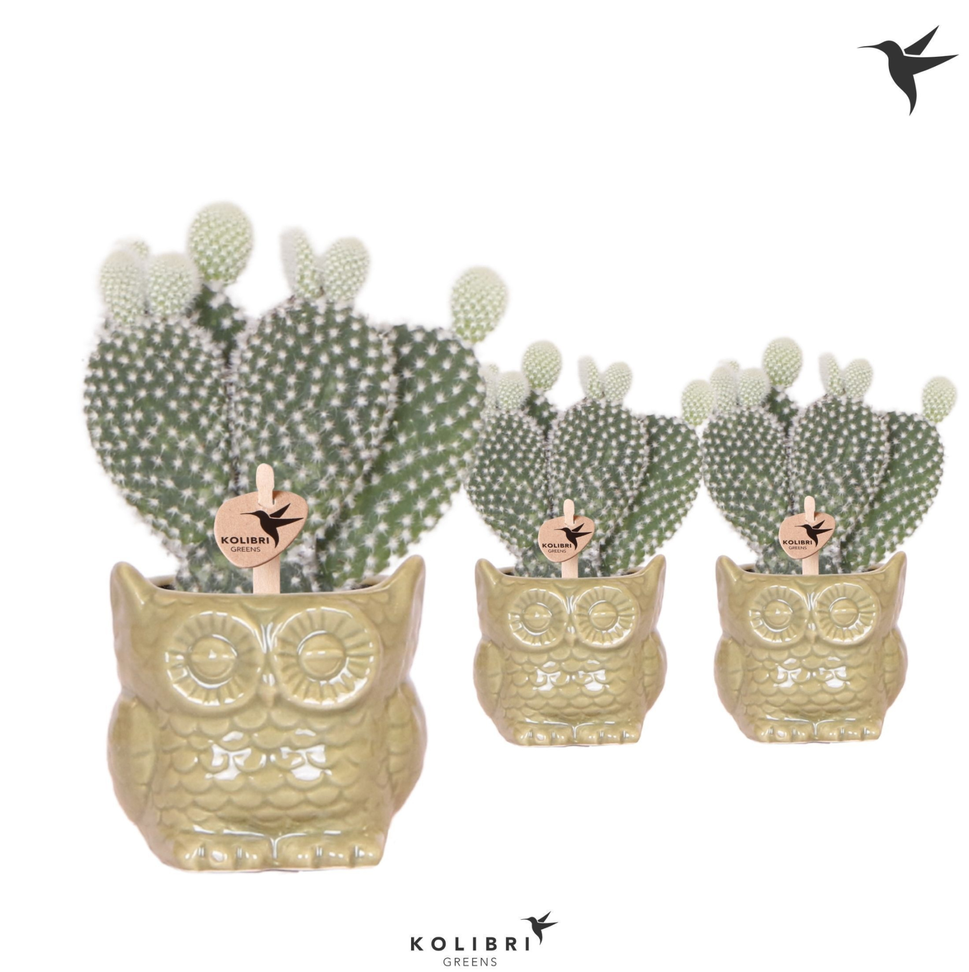 Kolibri Greens Opuntia white in Owl pot green, D 6 cm