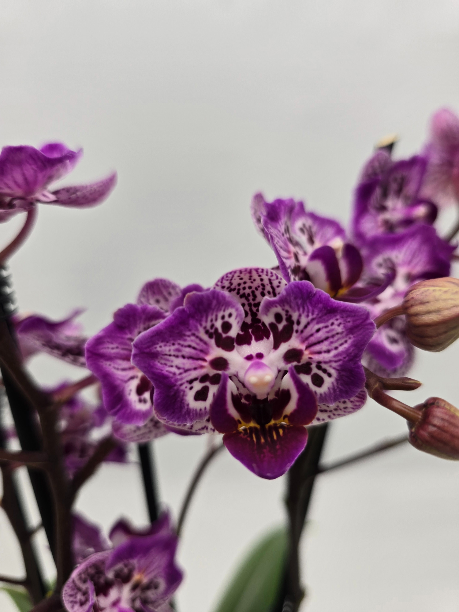 Limited 05 week 43, D 12 cm