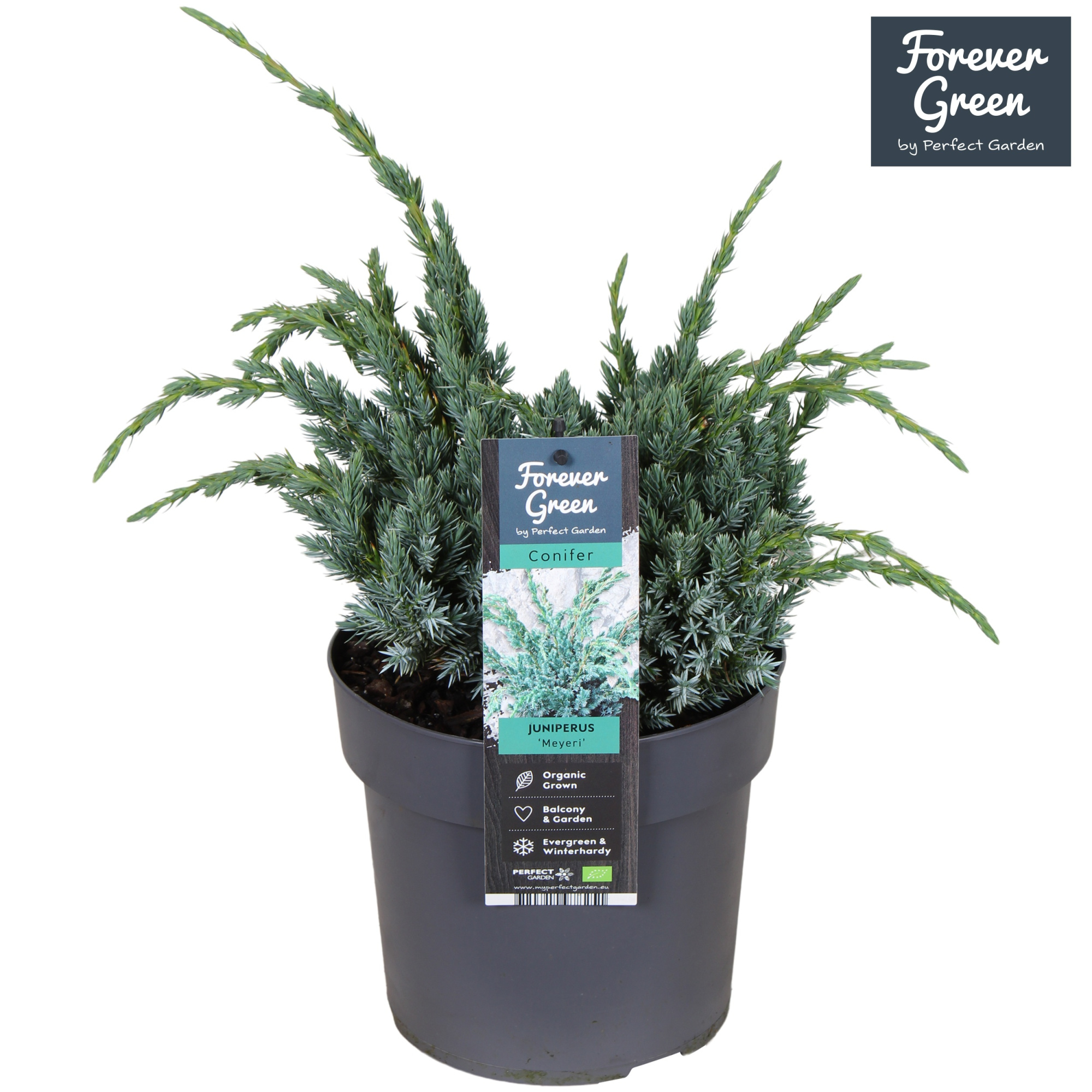 Juniperus squamata 'Meyeri' P19, D 19