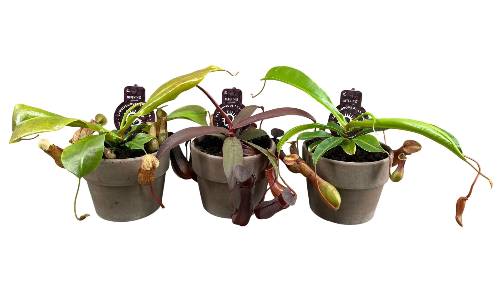 Nepenthes mix in 12 cm grijze terracotta pot (waterdicht), D 12