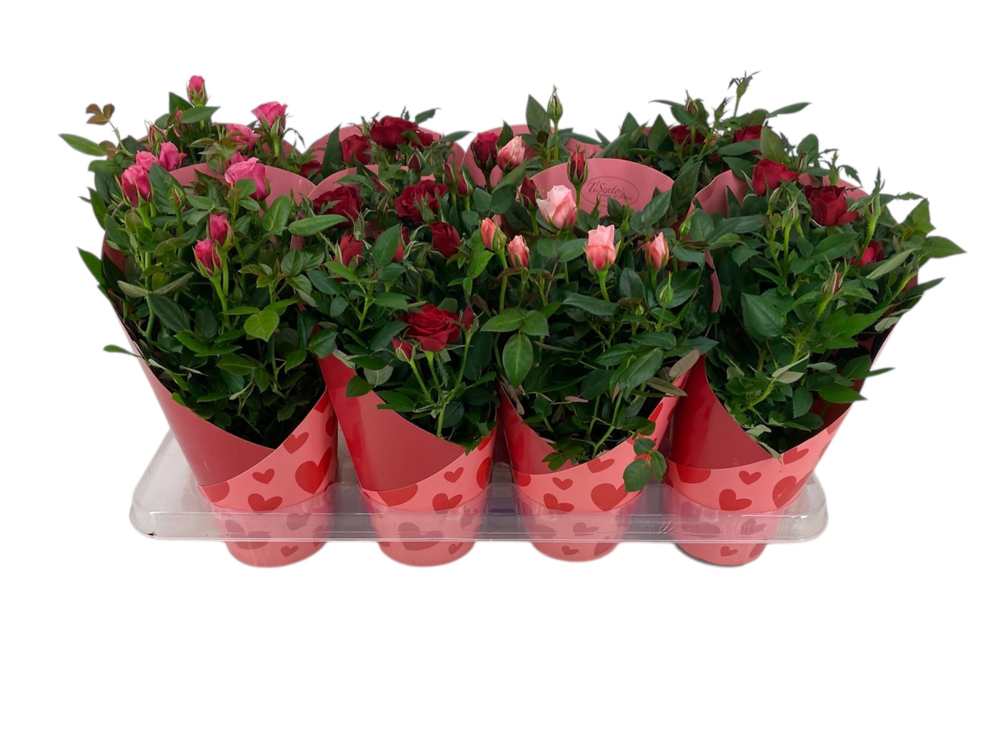 Potroos 12 cm - Hartjes cover, D 12