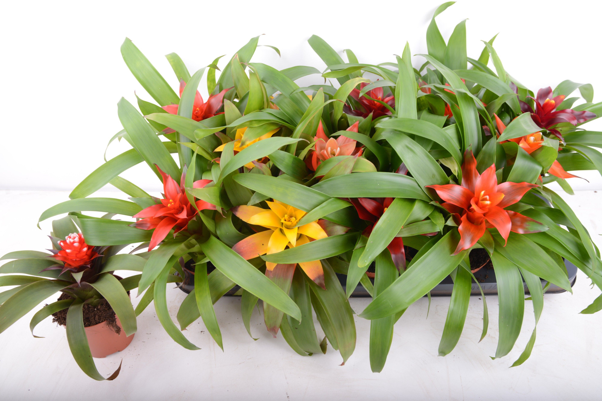 guzmania mix 8 soorten, D 29 cm