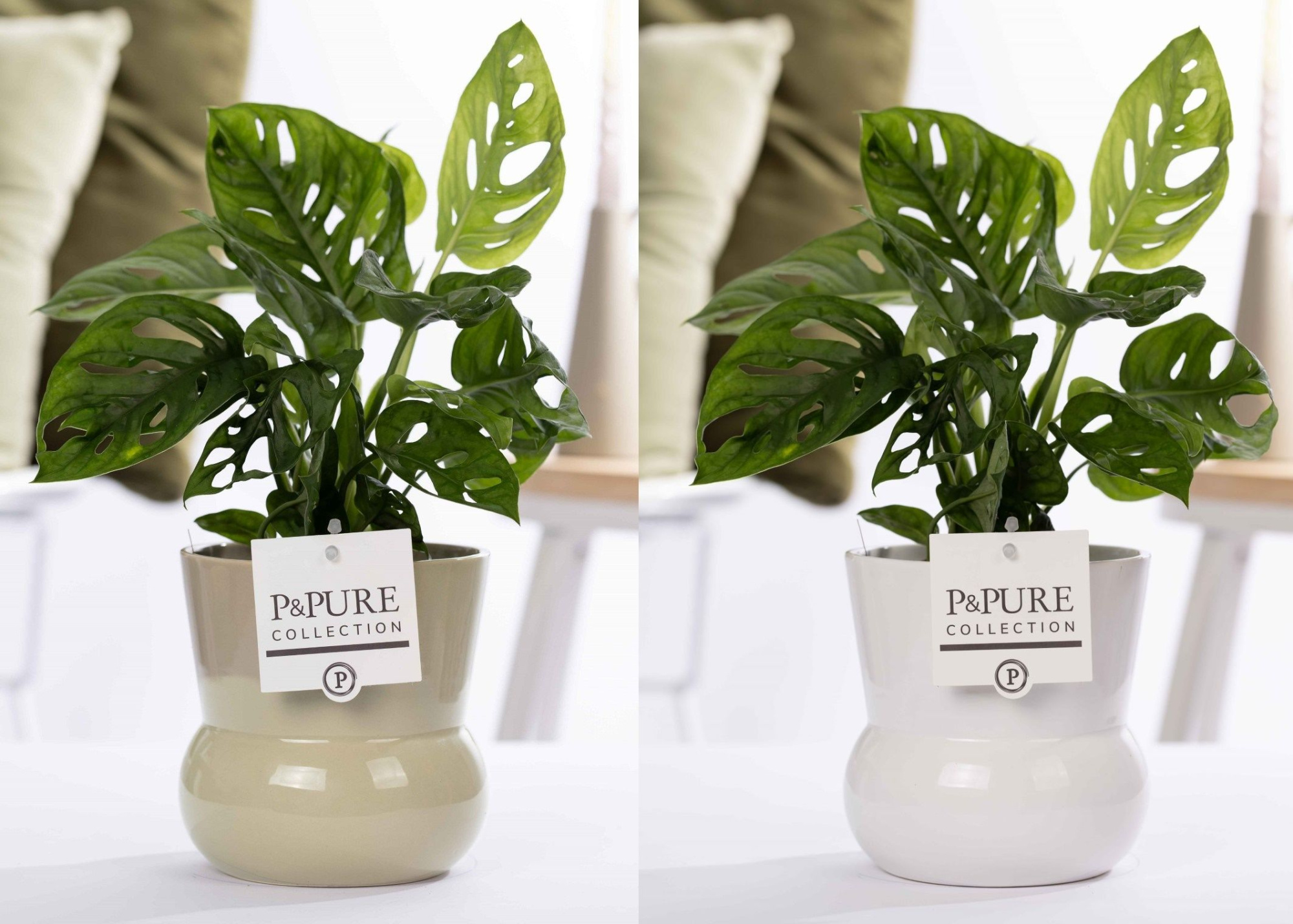 Monstera Adansonii in P&PURE Plant Vase Maxima ass. 2, D 12 cm