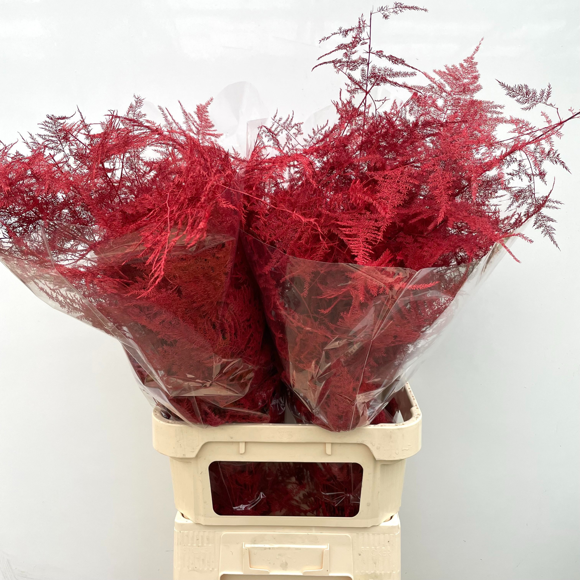 Аспарагус Овериг Крашеный (краш. ) 85, шт.