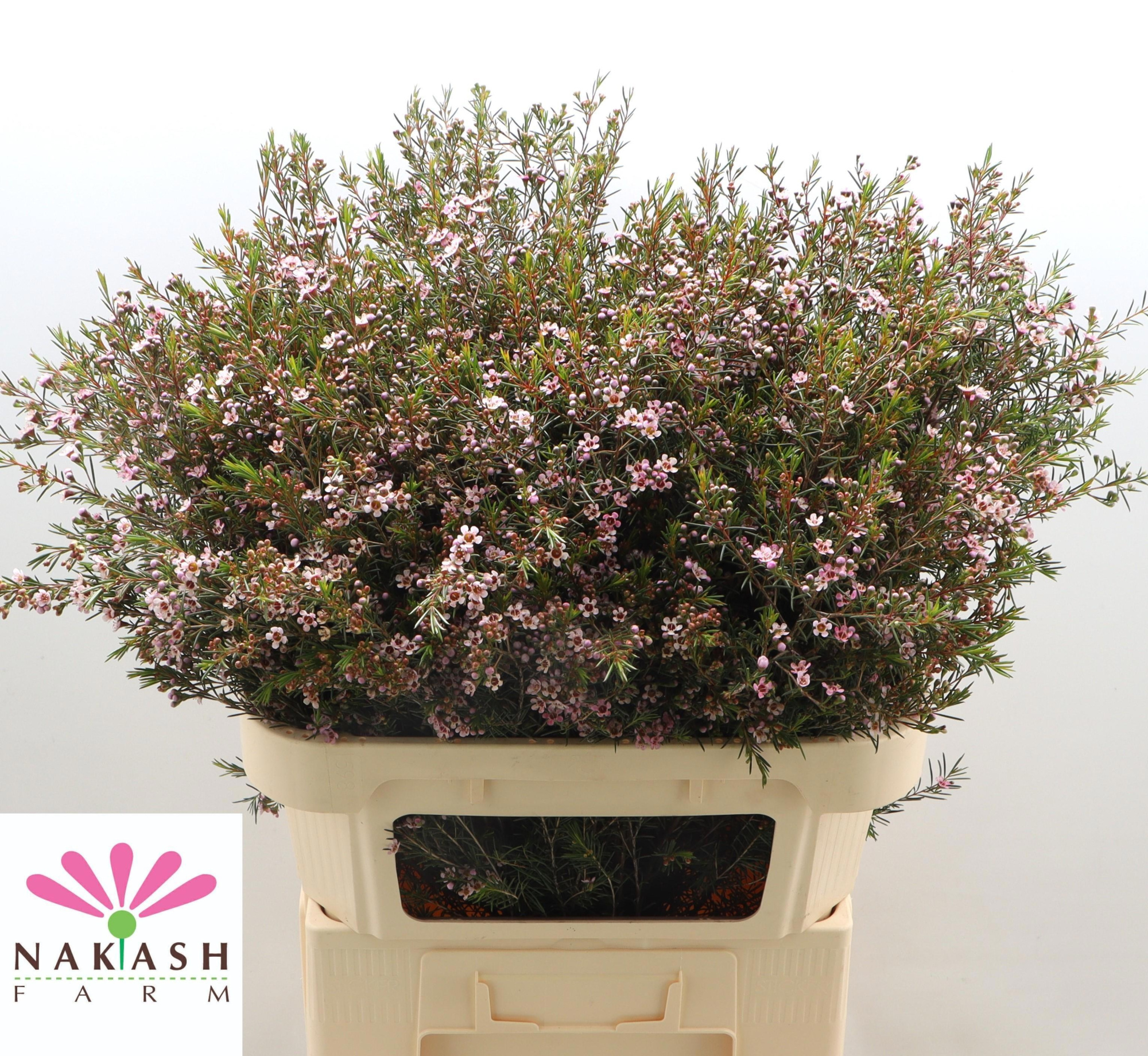 Шамелациум Роми 80 (светло-роз.), шт.