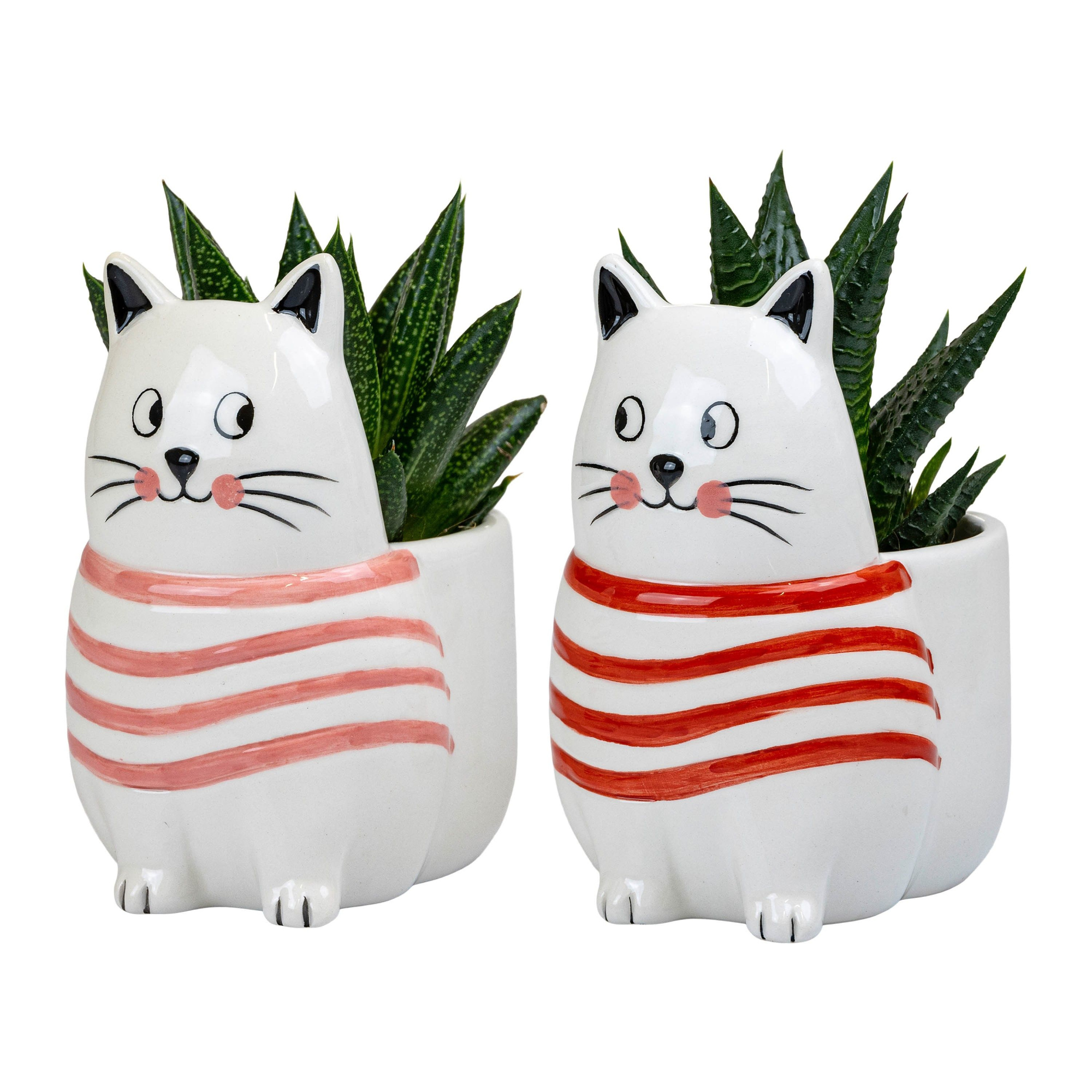 Purrfect Love with Succulent mix, D 6 cm