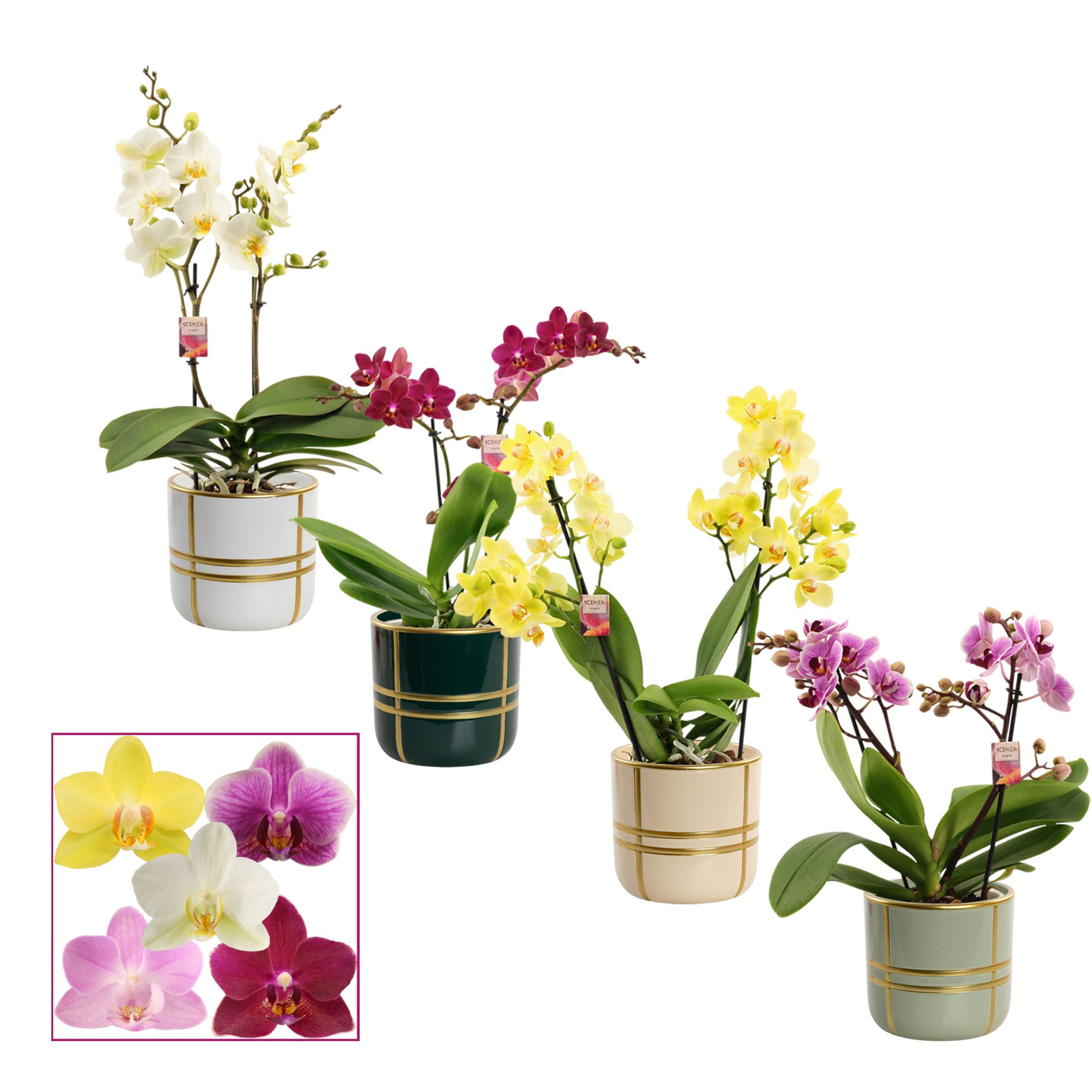 Phalaenopsis multiflora 2 tak mix in Lauri (Top blend-collection, D 12 cm