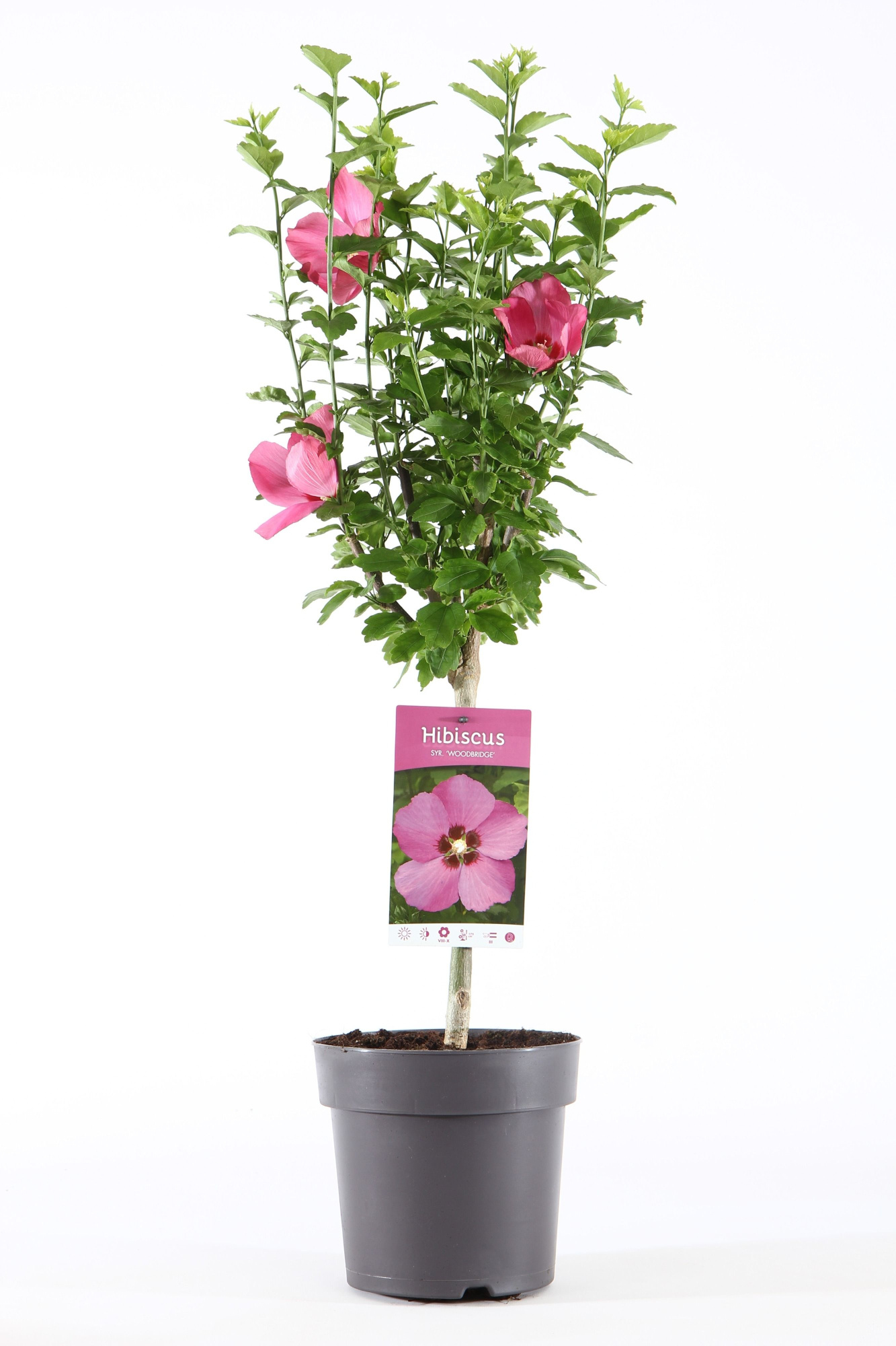 Hibiscus syr. 'Woodbridge' stam 30, D 19 cm