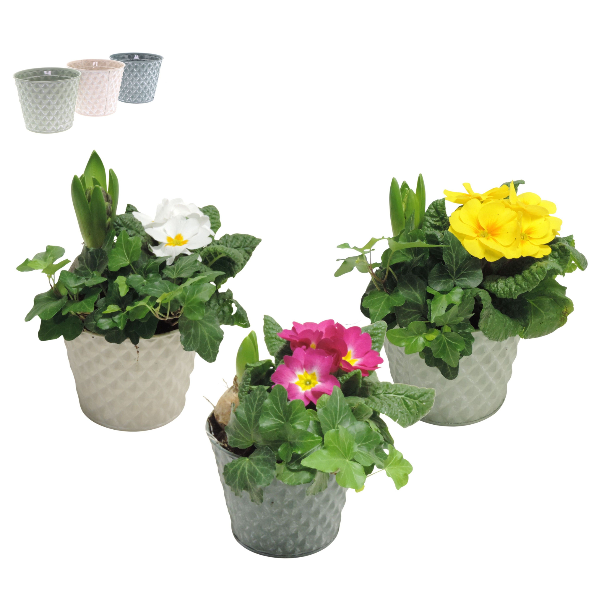Daisy Early Spring Specials Arrangement Hyacint in Zink 13 cm, D 13