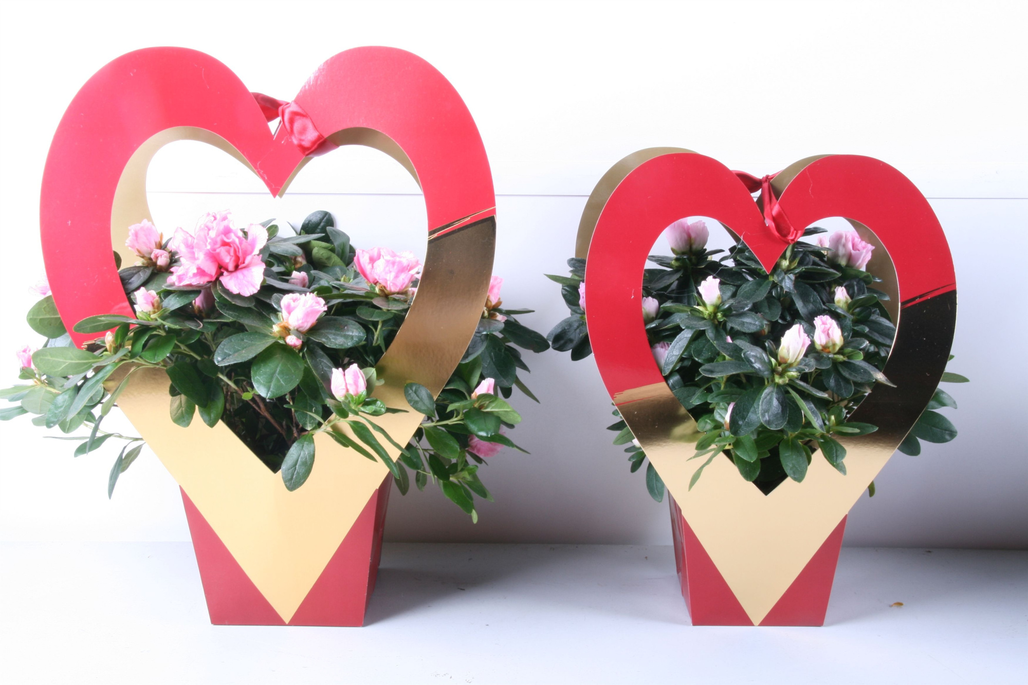 161 : Azalea p12 mix in draagtas hart rood/roze/goud Valentijn-Moederdag, D 12