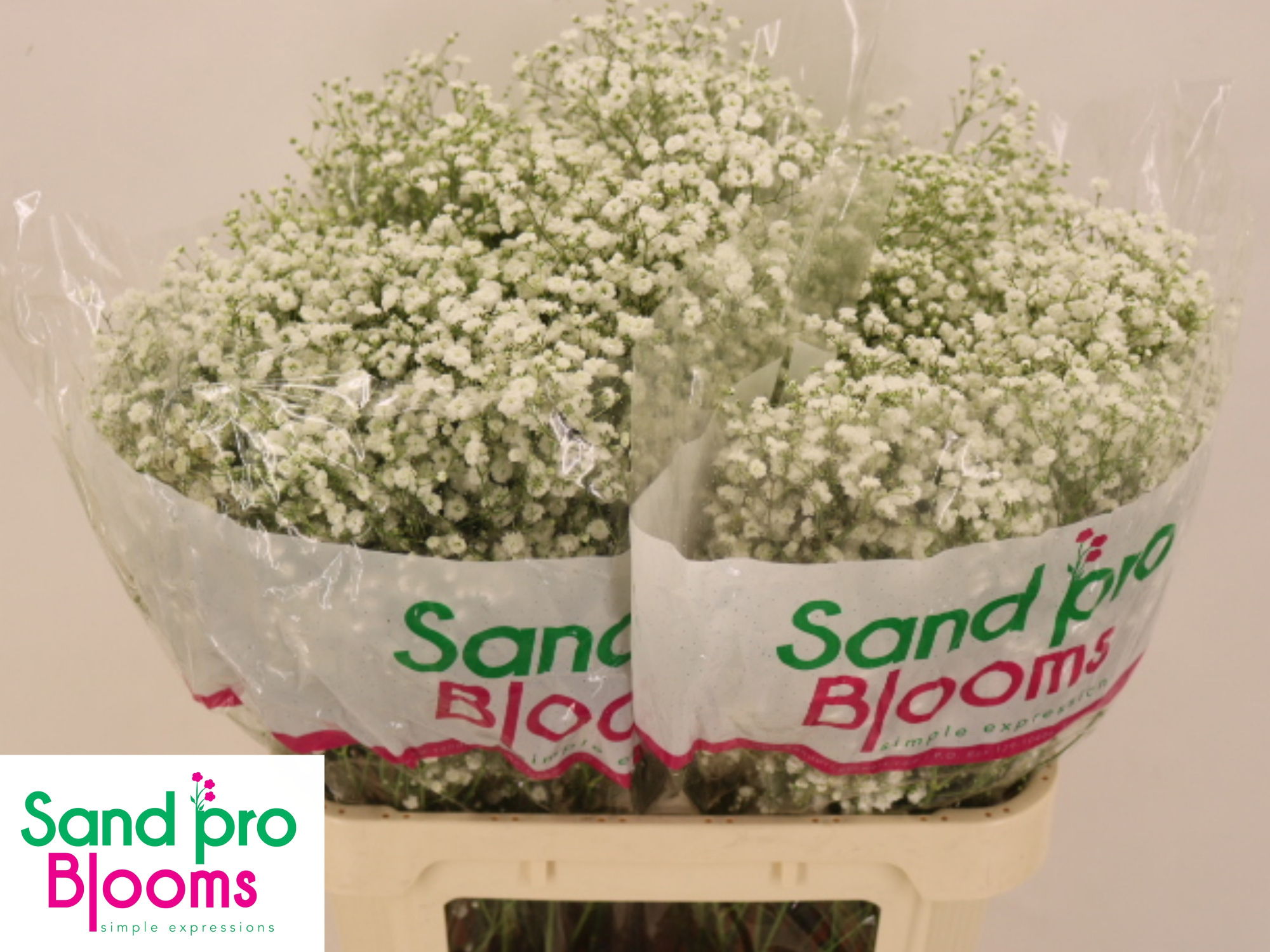 Гипсофила Экселенс 80, шт.