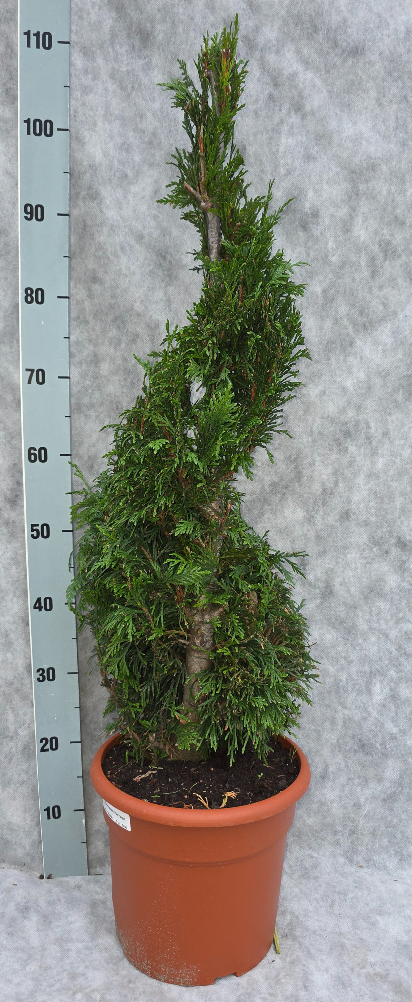 Thuja pl. Excelsa 110 Spiraal, D 26 cm