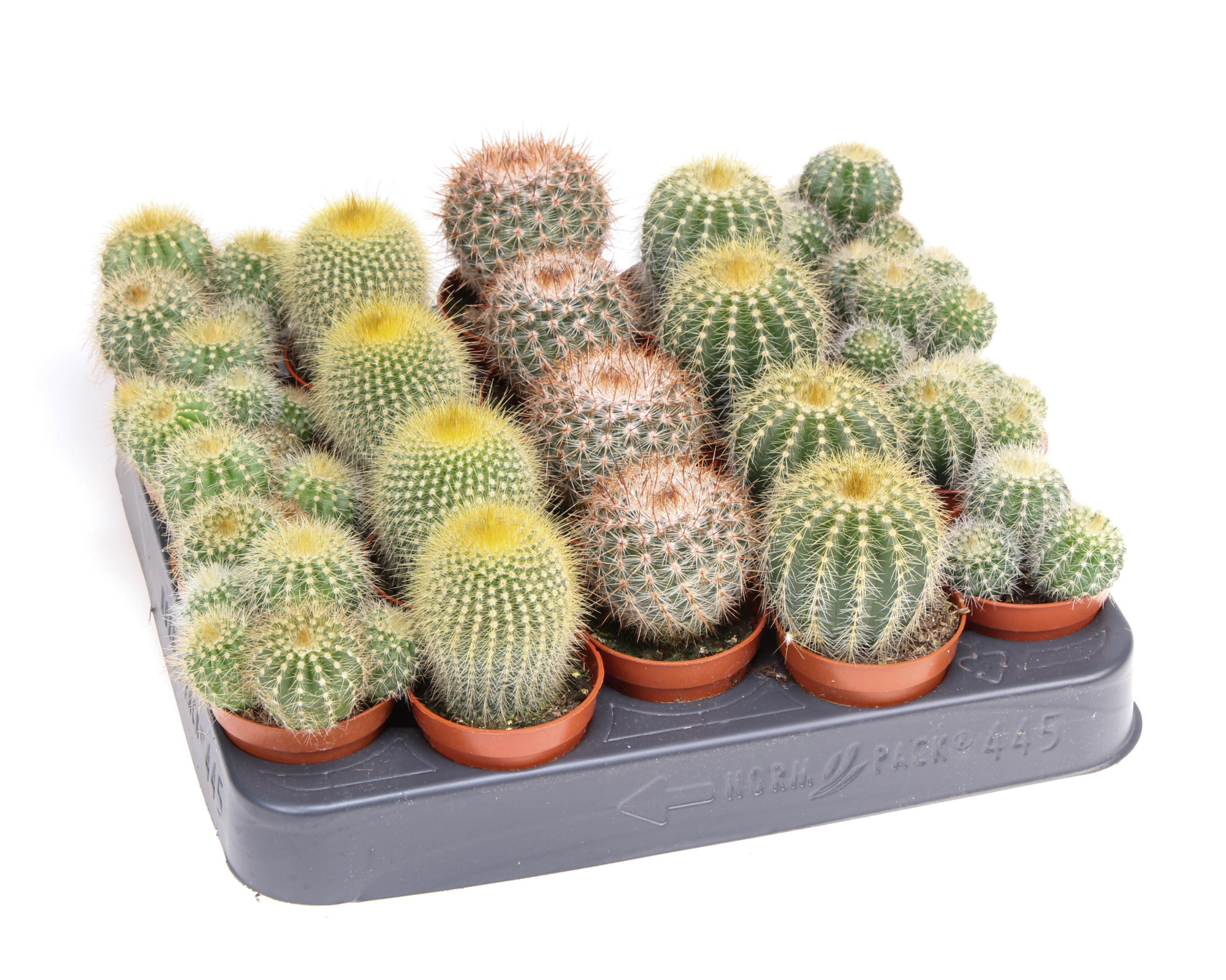 Notocactus Mix, D 5,5 cm