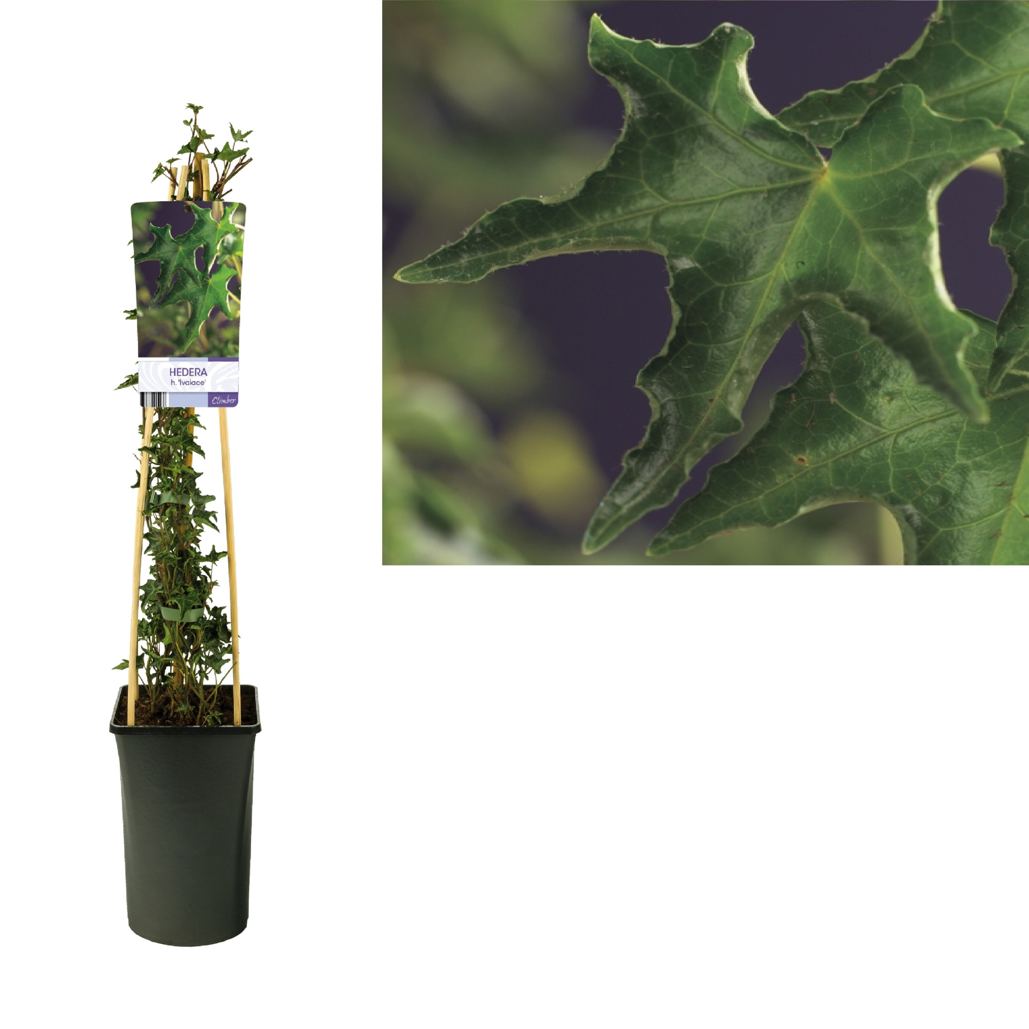 Hedera h. 'Ivalace' +light label, D 17 cm