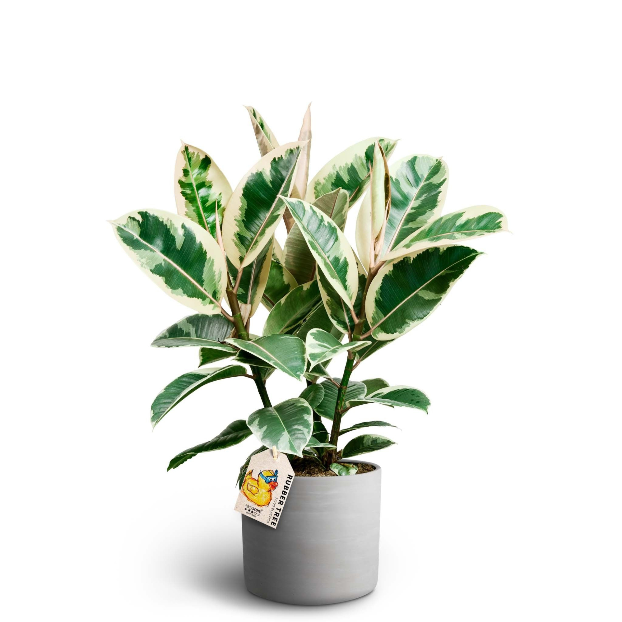 Raw Grey, Ficus elastica ´Tineke´, D 19