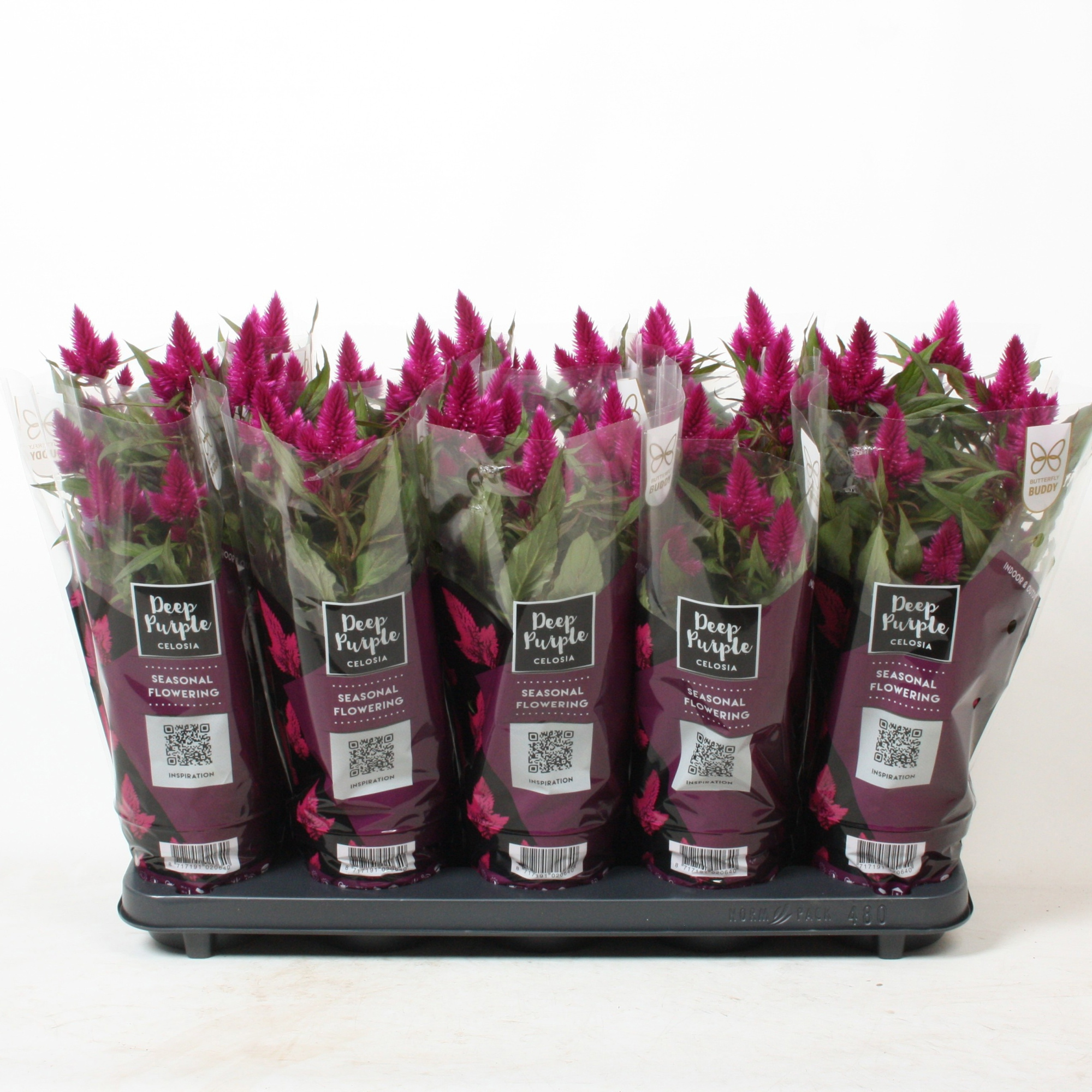 Celosia 'Deep Purple' Caracas h7, D 12 cm