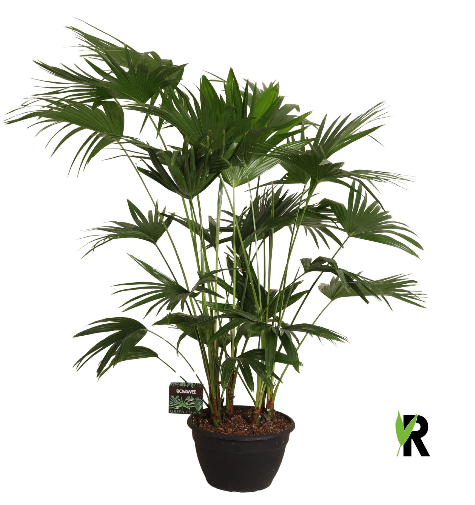 Livistona chinensis, D 35