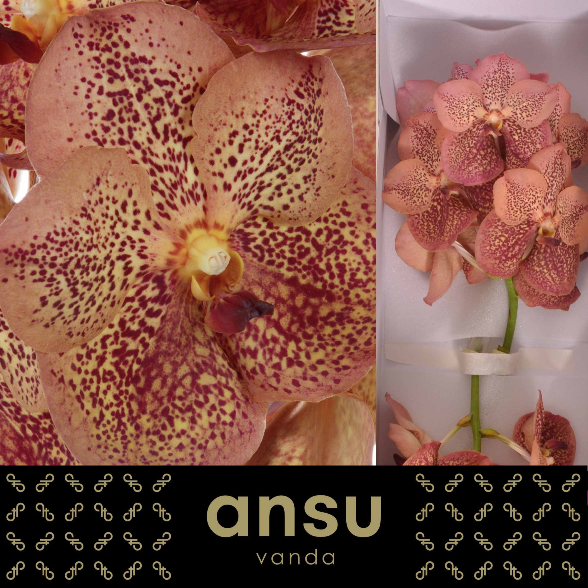 Ванда Сунанда Леопард Тенжерин x16, шт.