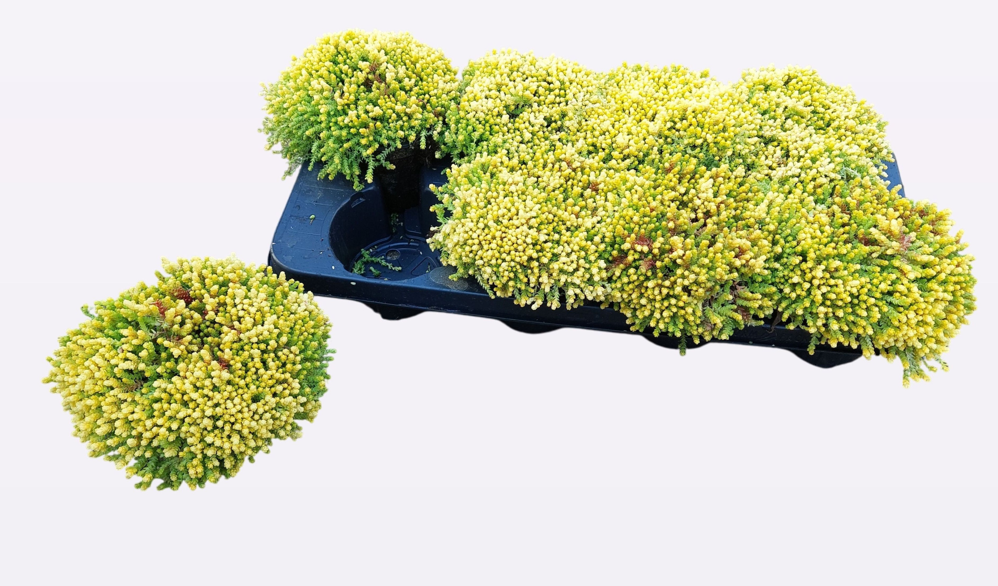 Sedum Acre Aurea, D 13