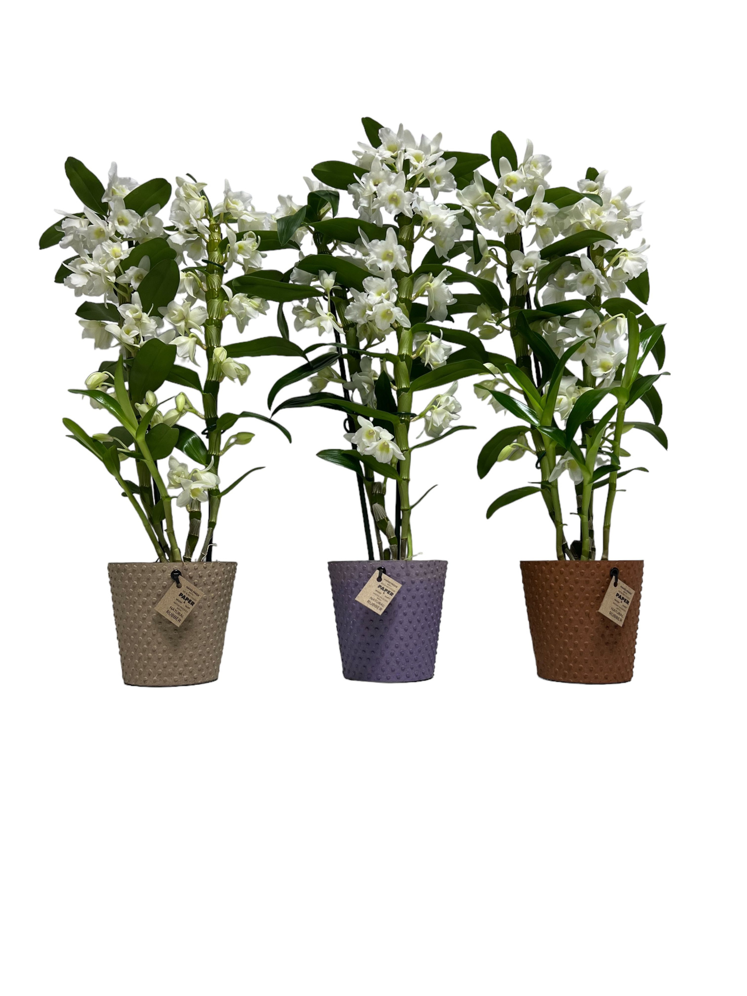 Dendrobium Nobile 2 stam Apollon in Paperpot 3 kleuren, D 12 cm