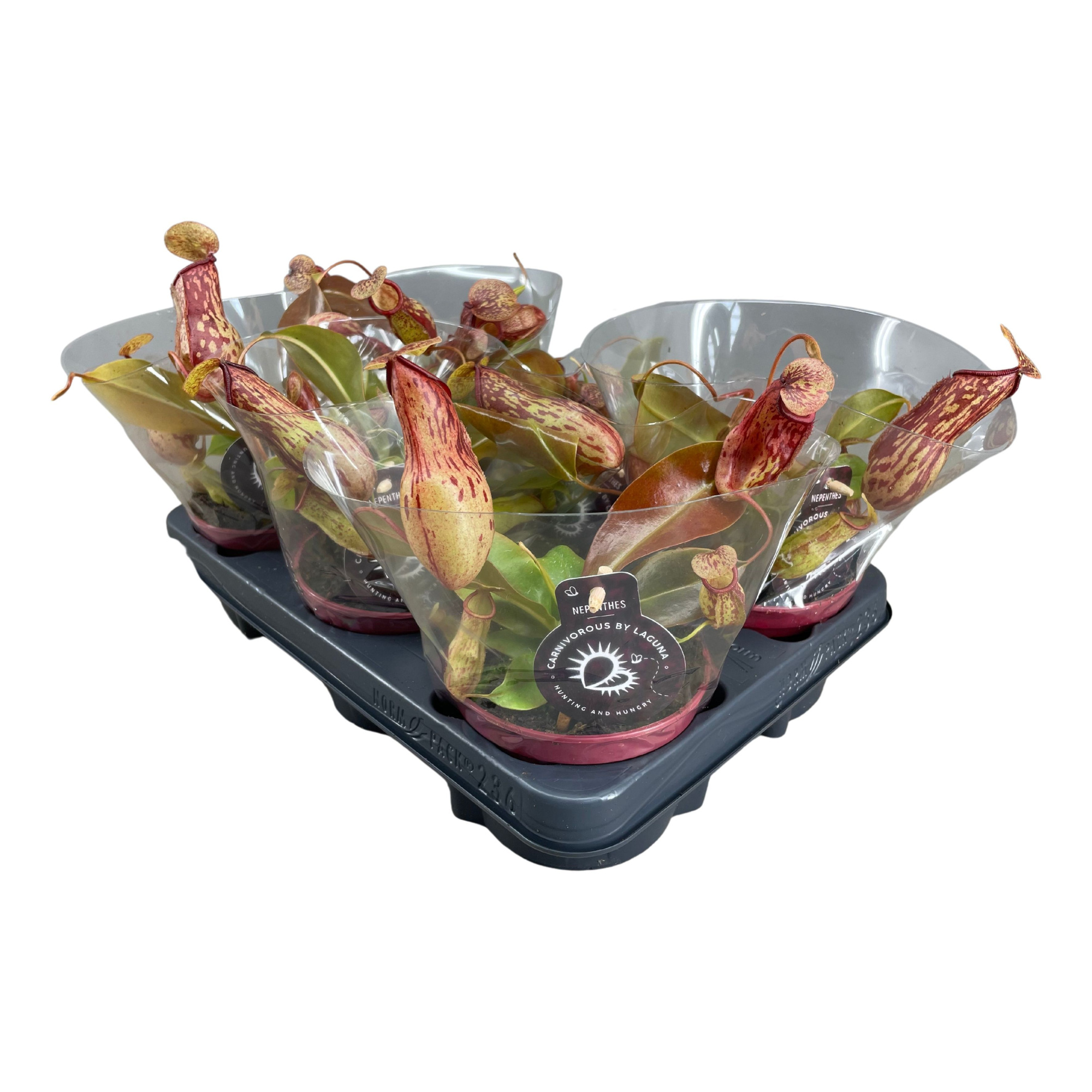 Nepenthes Gaya 12 cm, D 12 cm