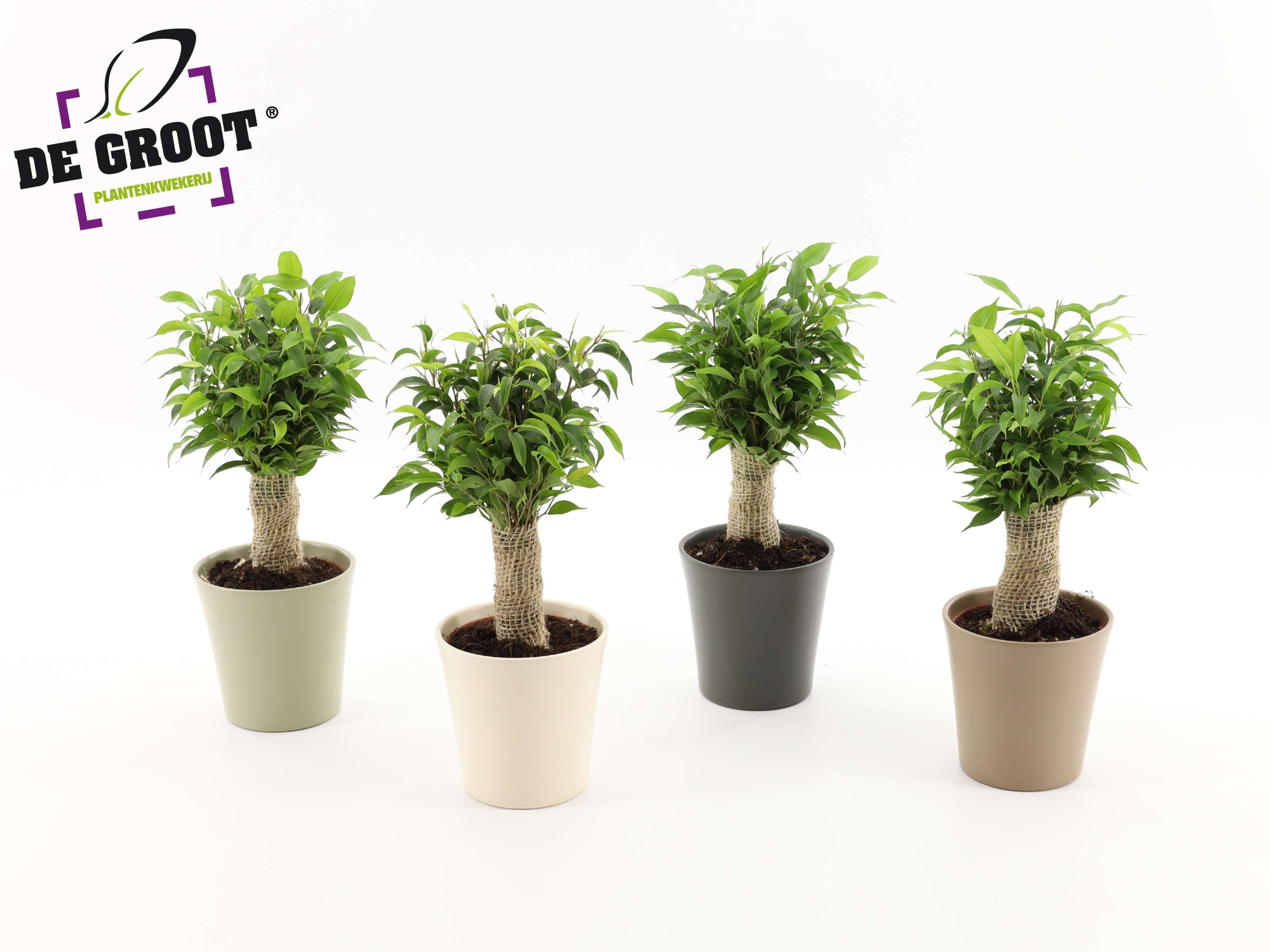 Ficus benjamina 'Natasja' jute, D 12 cm