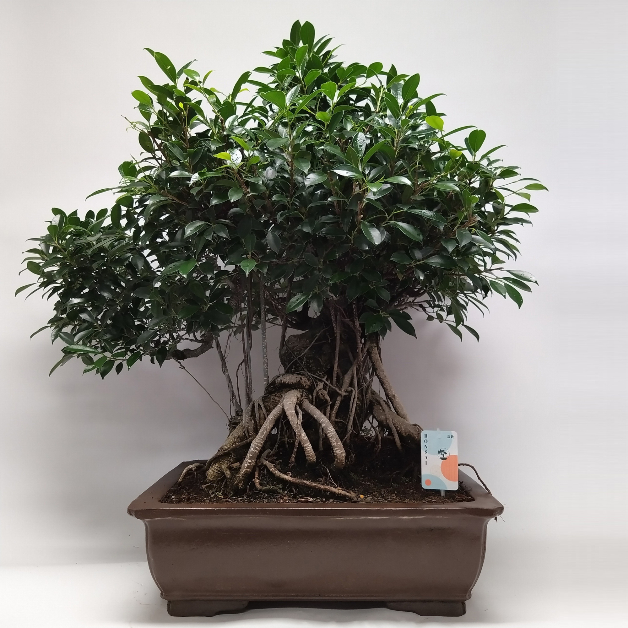 Ficus Retusa Bonsai 'Yixing' 60 cm, D 60
