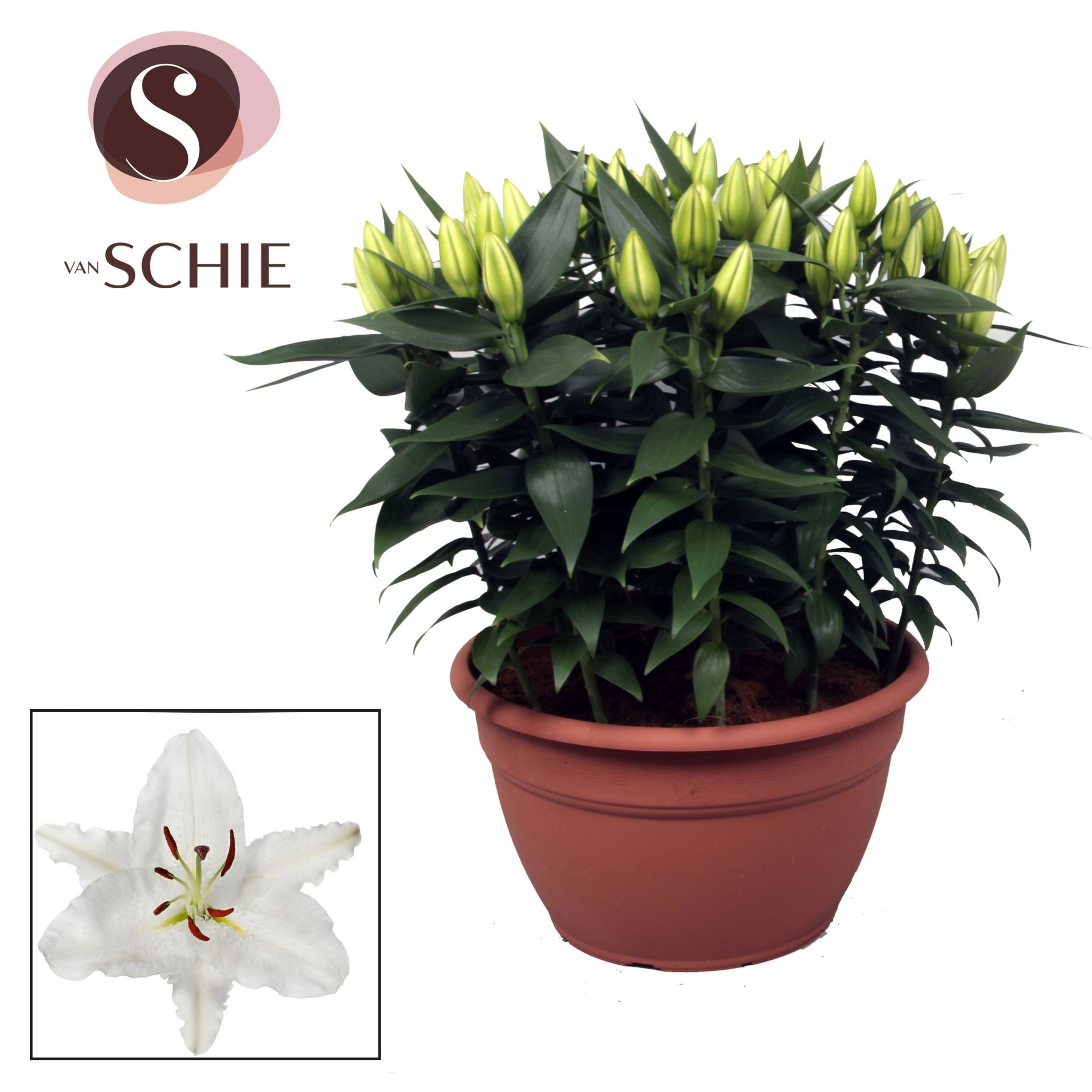 Oriental Wit XL 15pp, D 35