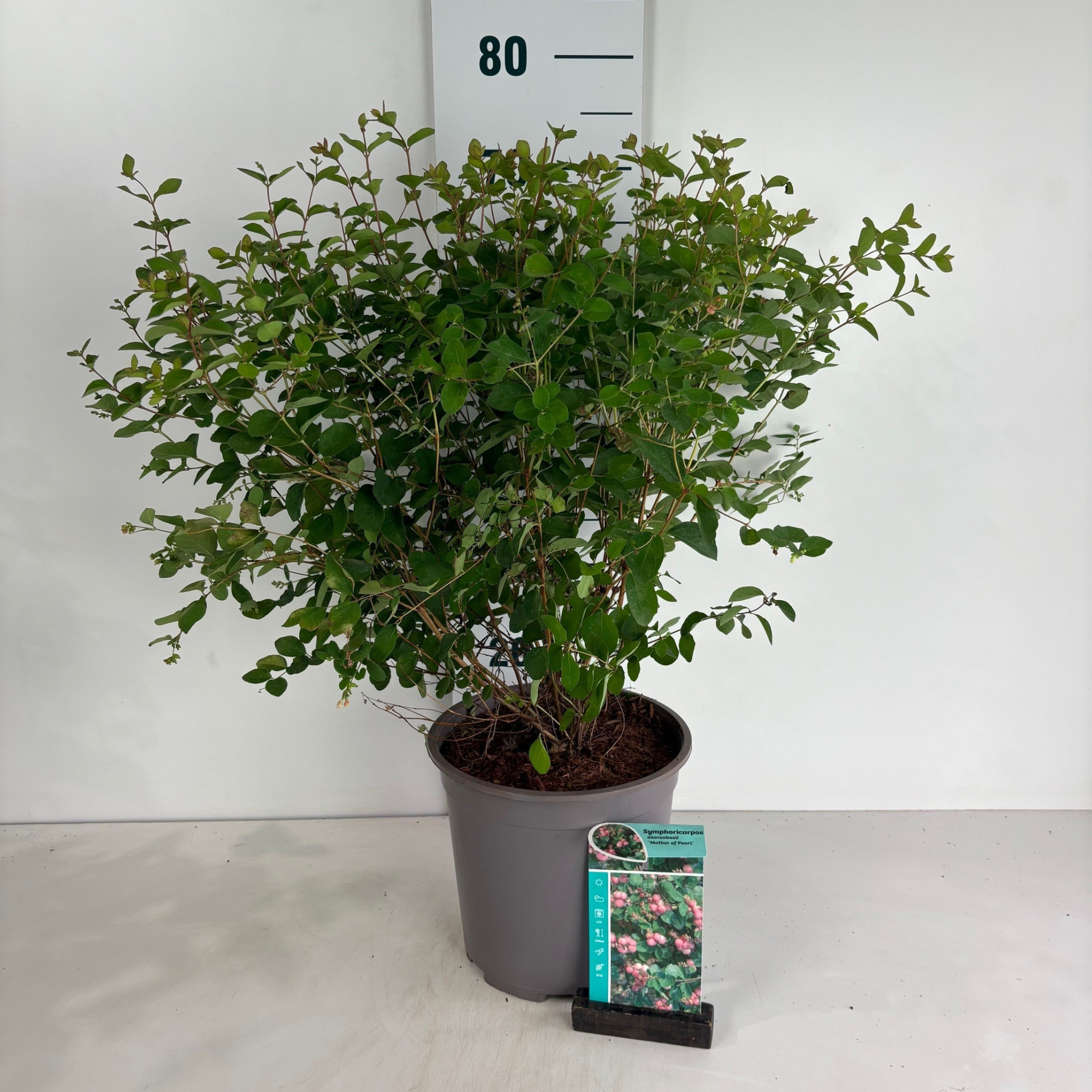 Symphoricarpos doorenbosii Mother of Pearl, D 24 cm