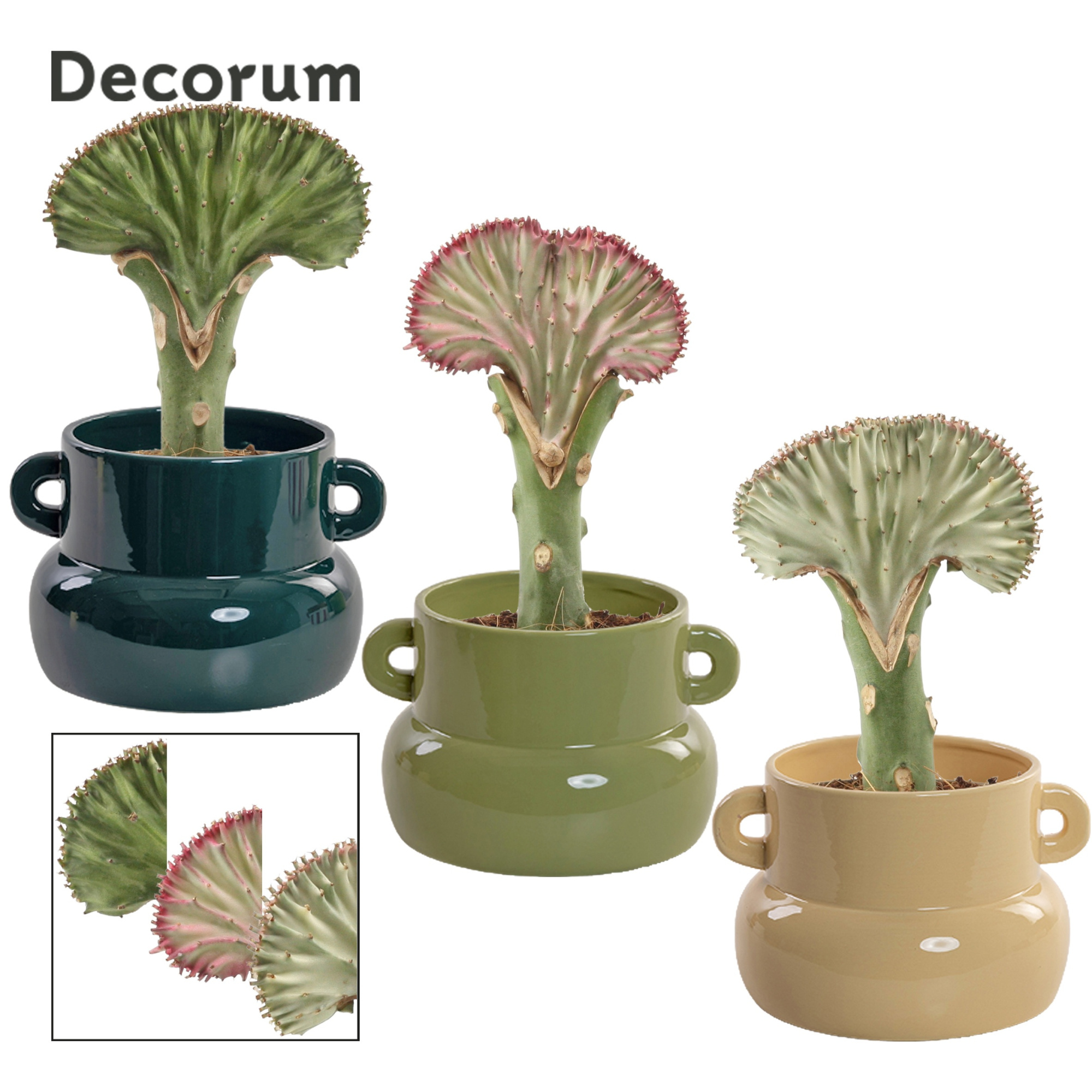 Euphorbia Lactea 9 cm in Lucy (Top blend-collection), D 9 cm