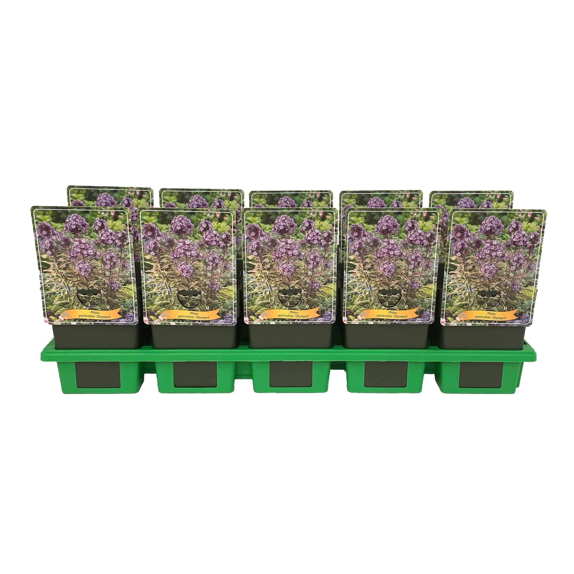 Phlox paniculata 'Olympus' P11, D 11 cm