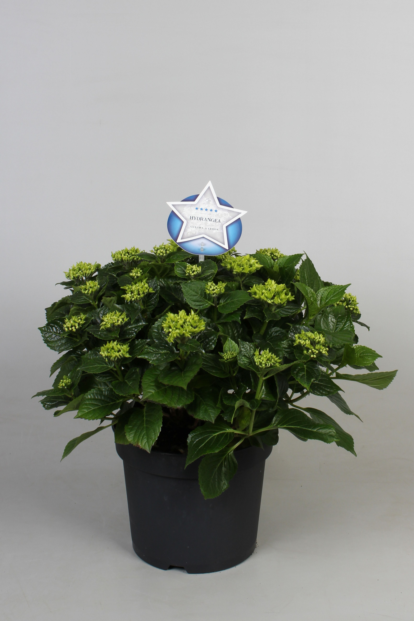 Hydrangea macr. blauw, 12+kn/bl, D 23