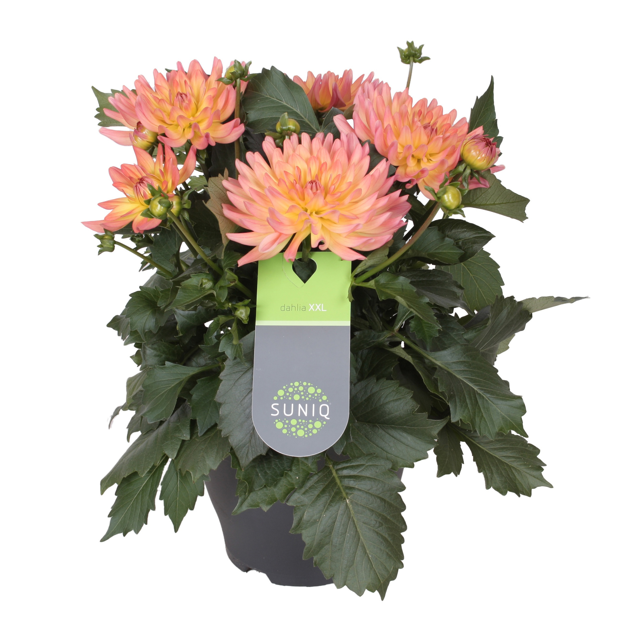 Dahlia Suniq XXL Sunrise 23cm in Deense doos, D 23