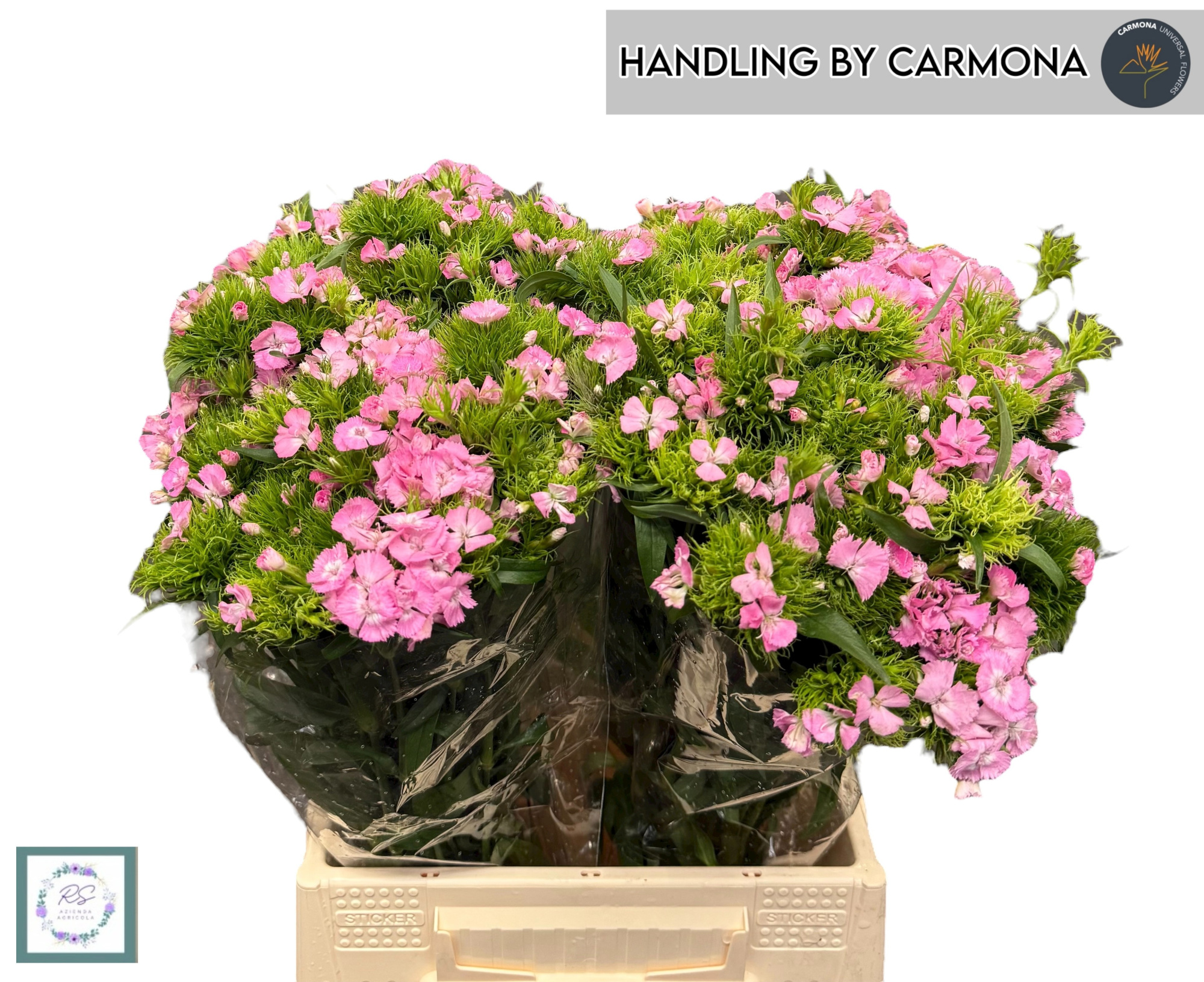 Диантус Барбатус Амазон Роуз Мэджик 50, шт.