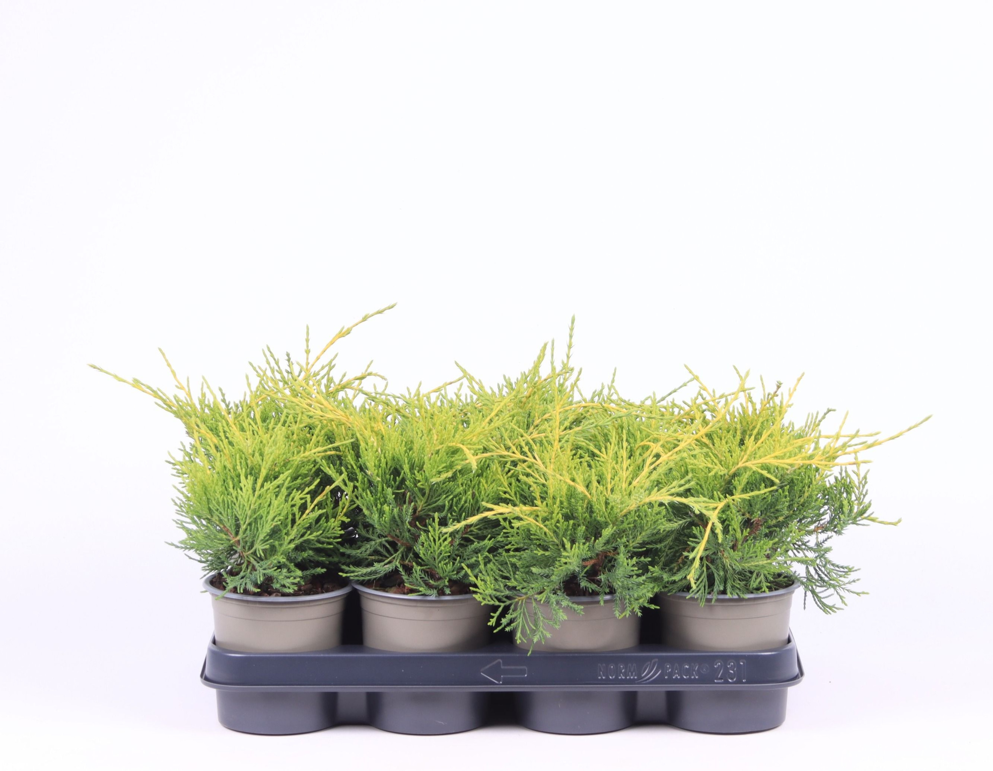 Juniperus x pfitzeriana 'Gold Coast', D 11