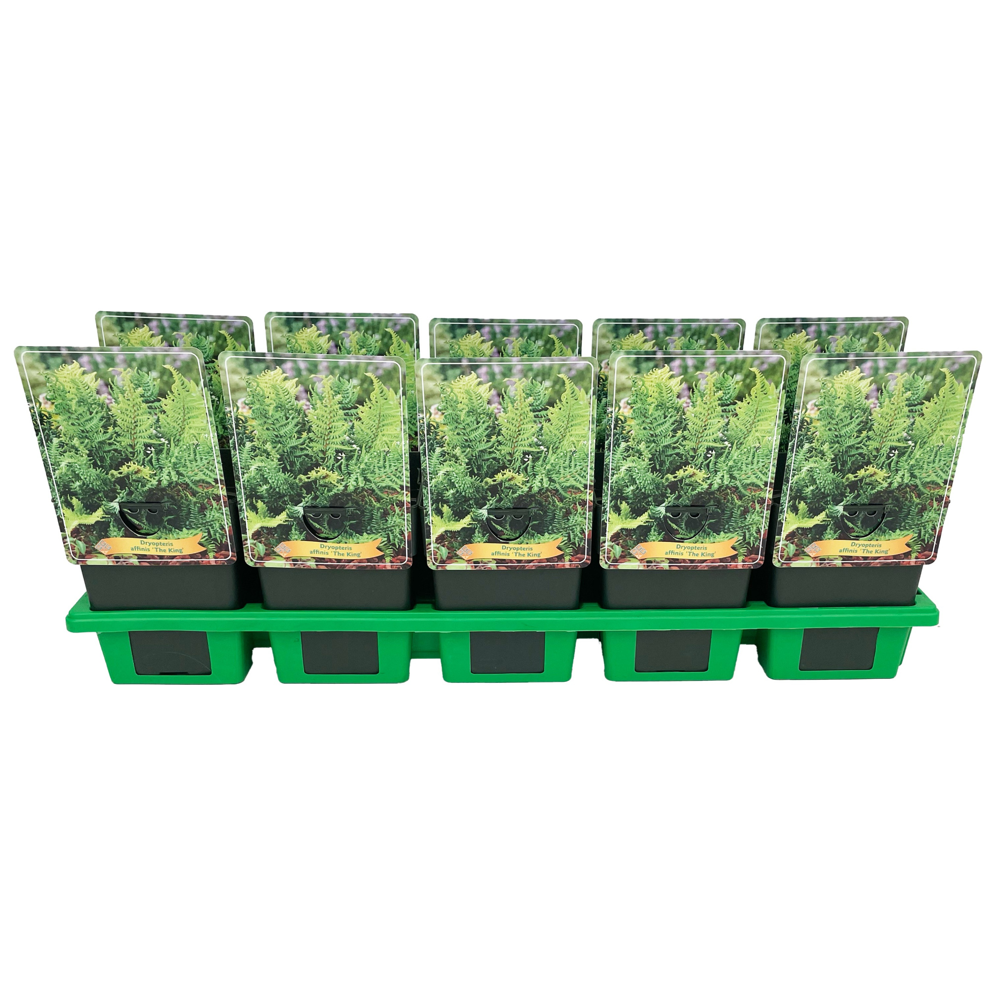 Dryopteris affinis 'The King' P11, D 11