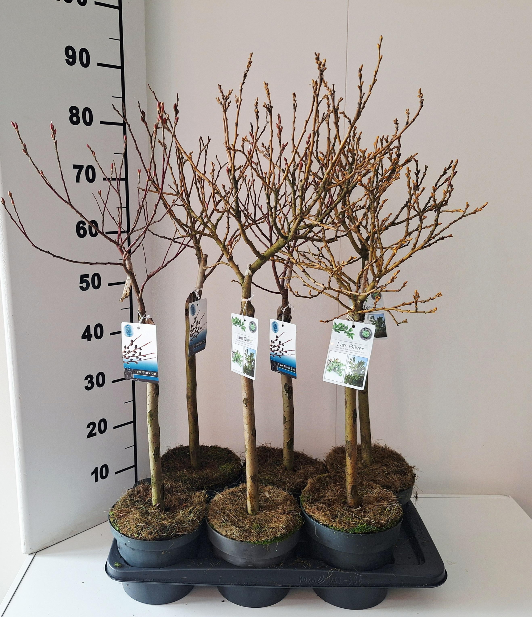 Salix mix Helvetica/Kurome stam 40, D 17