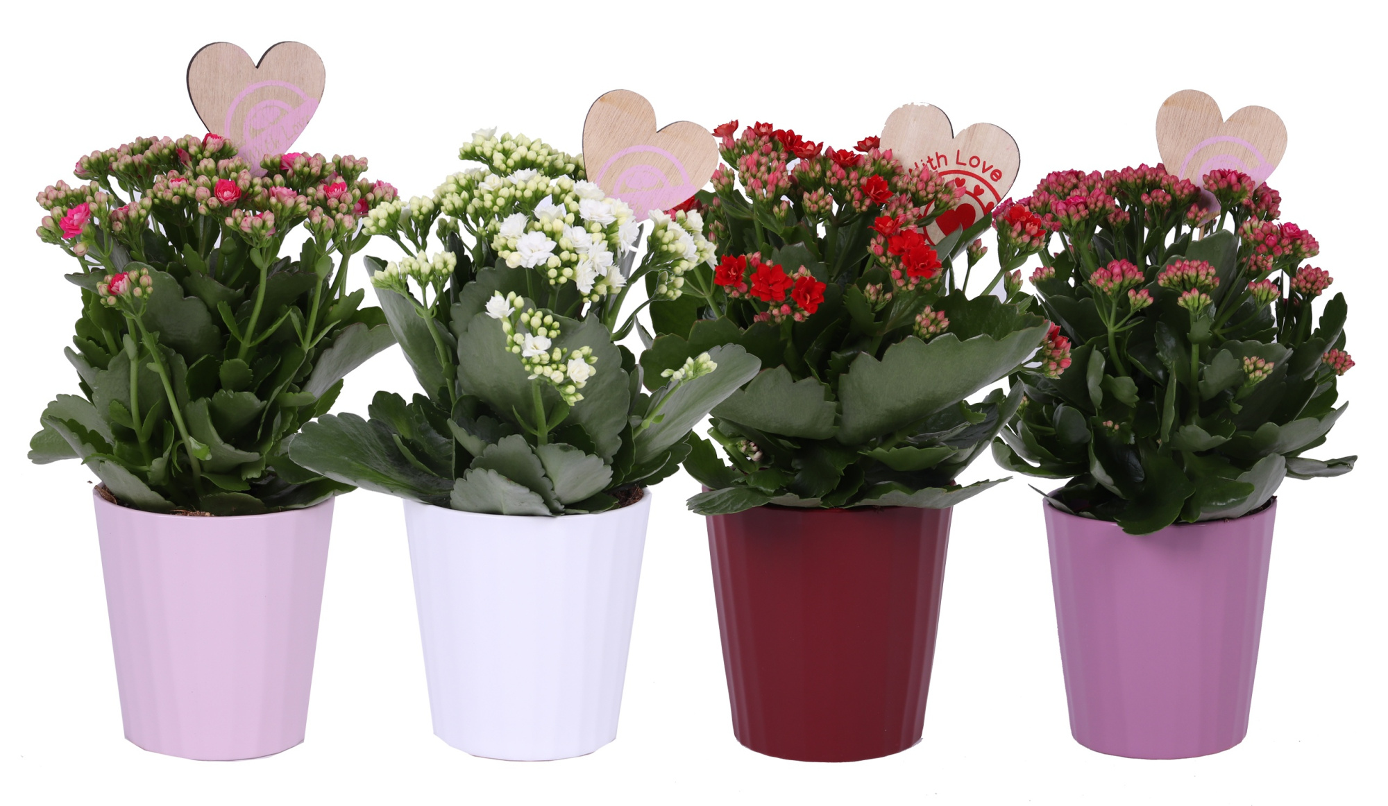 KP-903.3 - Kalanchoe Rosalina 12cm in keramiek love mix, D 12
