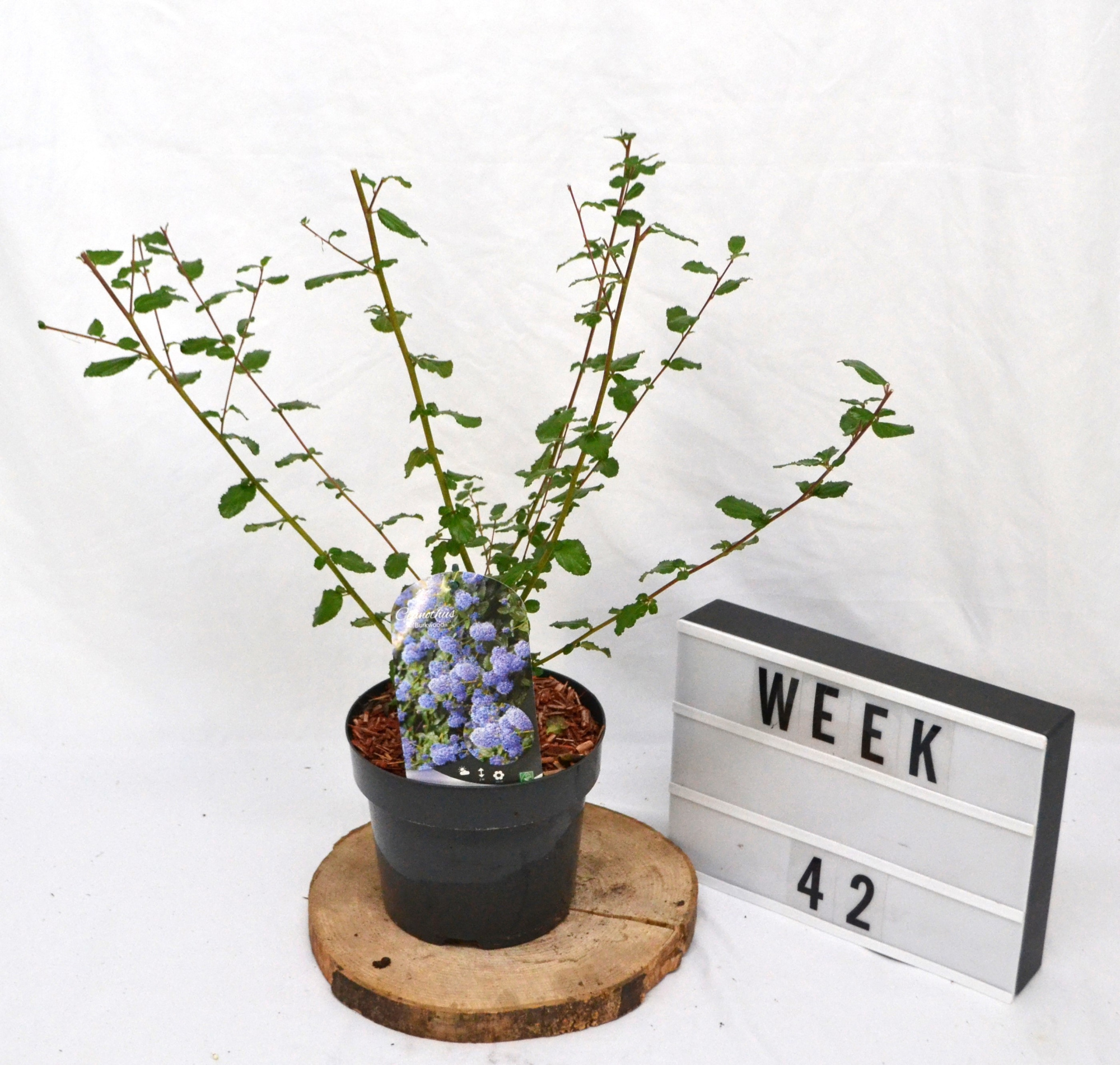 Ceanothus 'Burkwoodii' C3 30/40, D 19 cm